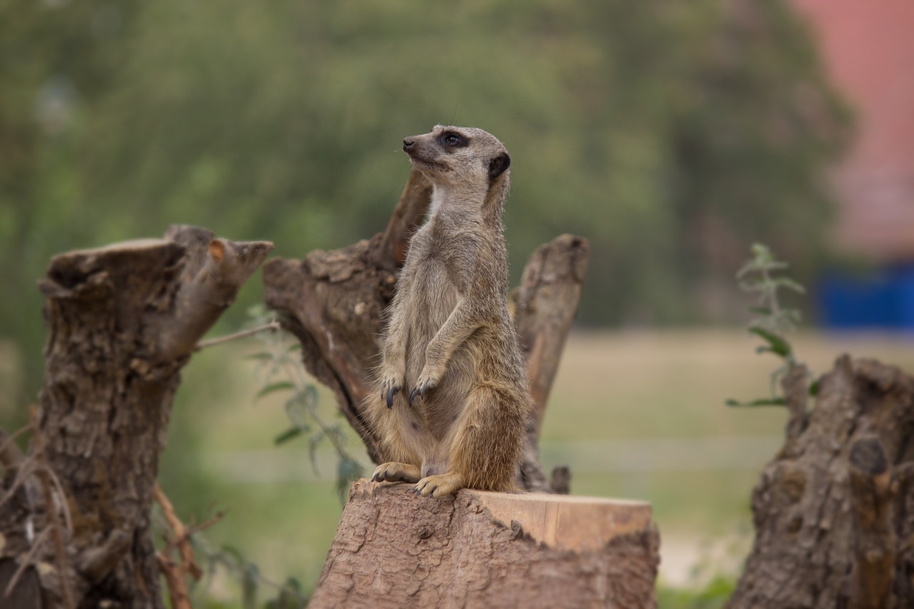 Meerkat,  Apsauga,  Žiūrėti,  Saugok Akis,  Vadovas,  Dėmesio,  Žinduolis,  Ausschau,  Rizika, Nemokamos Nuotraukos