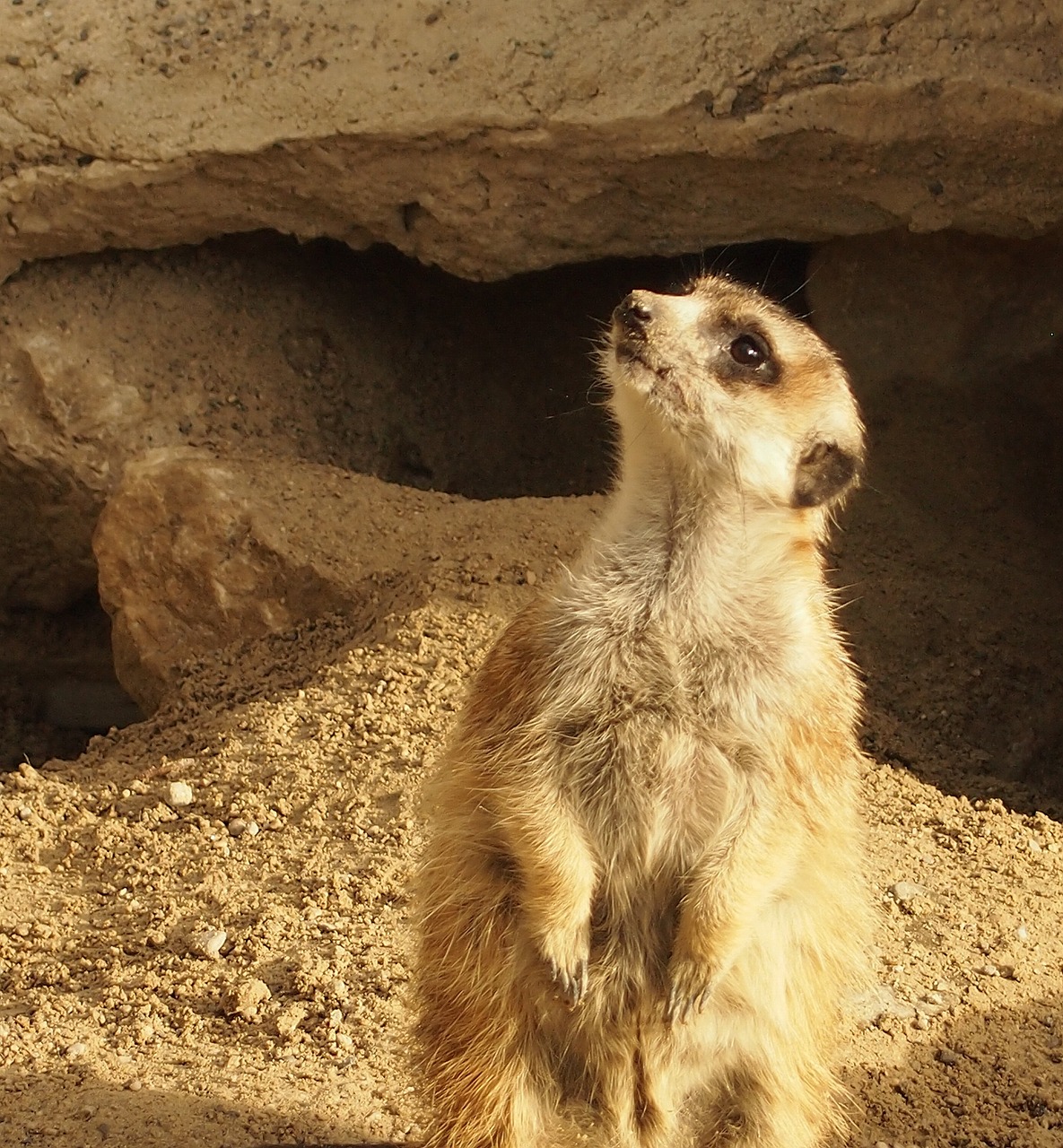 Meerkat,  Klausia,  Gamta,  Gyvūnai,  Vaizdas, Nemokamos Nuotraukos,  Nemokama Licenzija