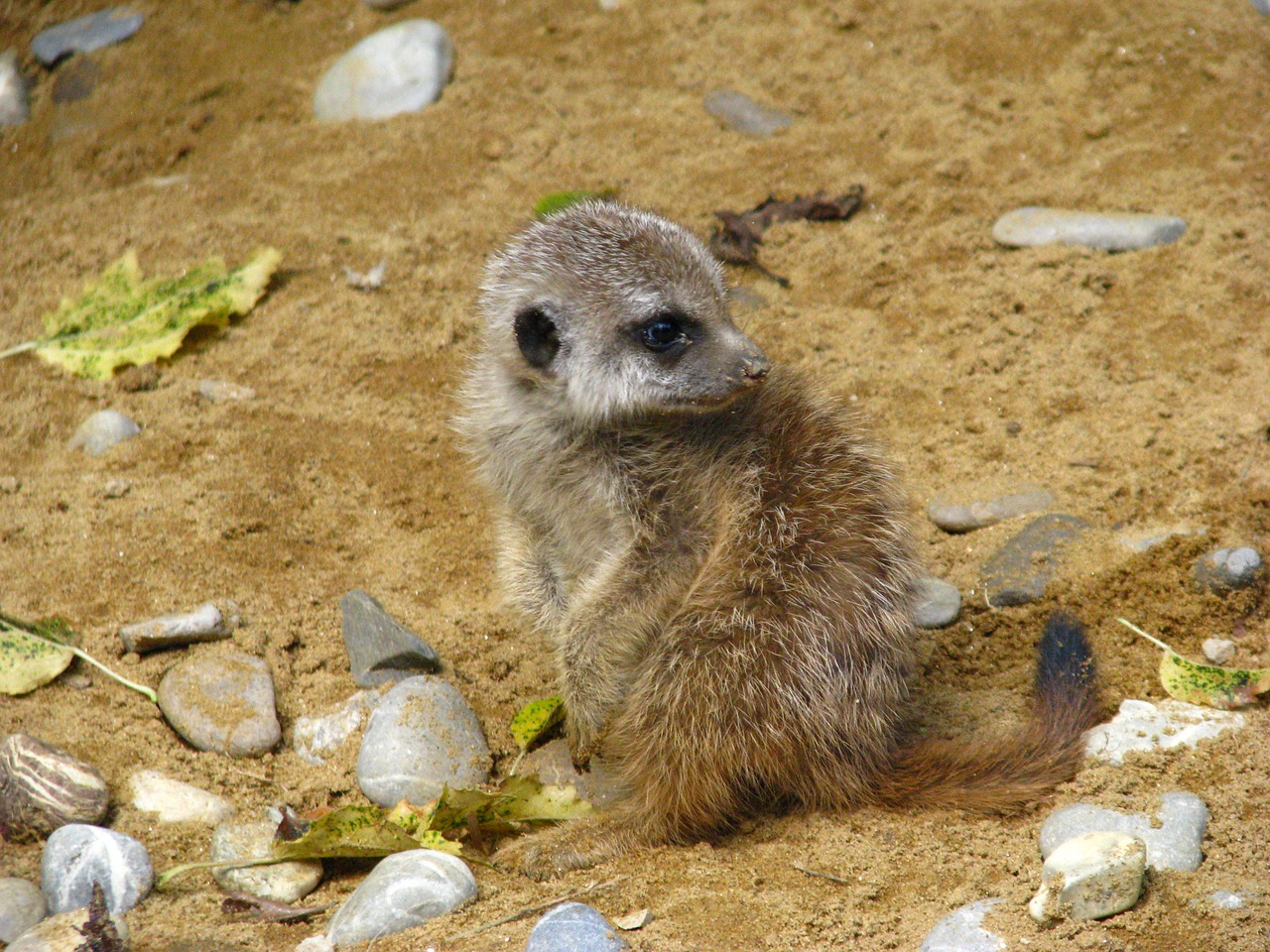 Meerkat, Gyvūnų Pasaulis, Kūdikių Gyvūnas, Sėdėti, Nemokamos Nuotraukos,  Nemokama Licenzija