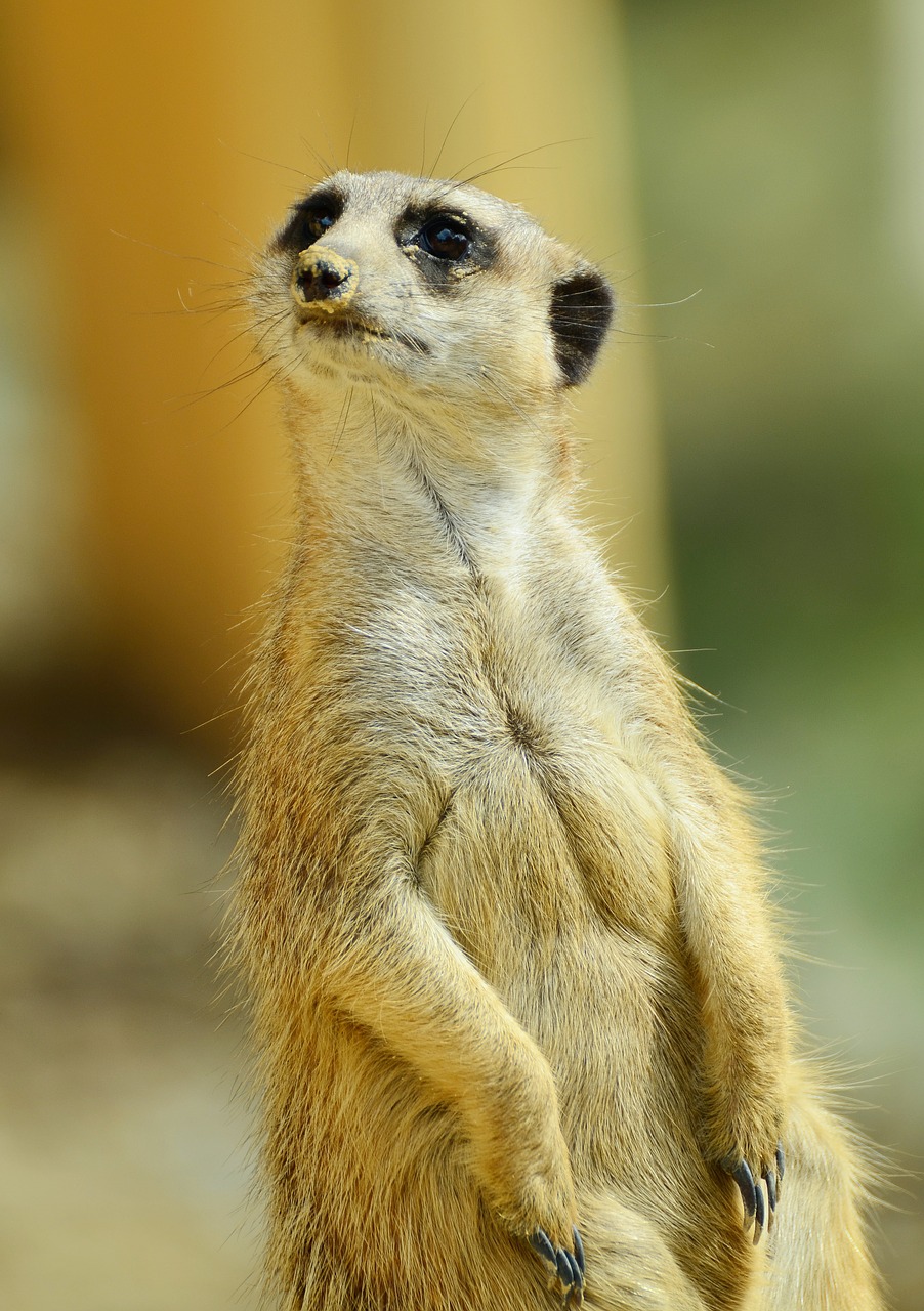 Meerkat, Gyvūnas, Apsauga, Saugok Akis, Žiūrėti, Įdomu, Vadovas, Sėdėti, Zoologijos Sodas, Nemokamos Nuotraukos