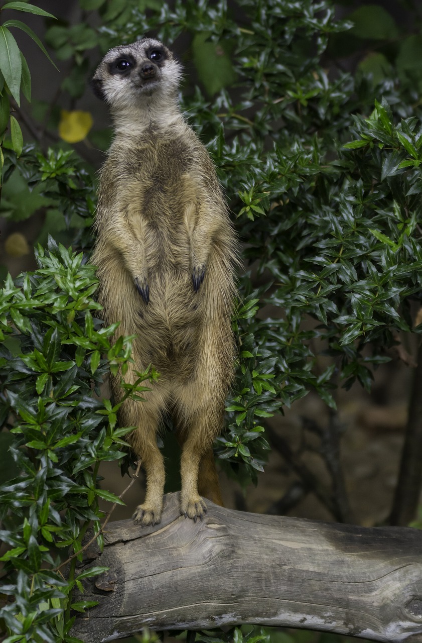 Meerkat, Zoologijos Sodas, Kailis, Mielas, Kelti, Uždaryti, Nemokamos Nuotraukos,  Nemokama Licenzija