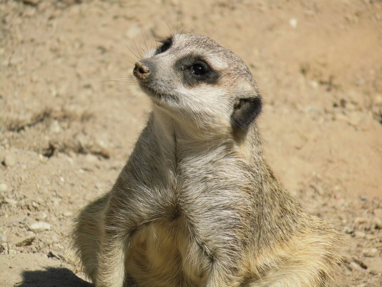 Meerkat, Laukinis Gyvūnas, Mielas, Gamta, Dykuma, Padaras, Gyvūnų Pasaulis, Gyvūnas, Nemokamos Nuotraukos,  Nemokama Licenzija