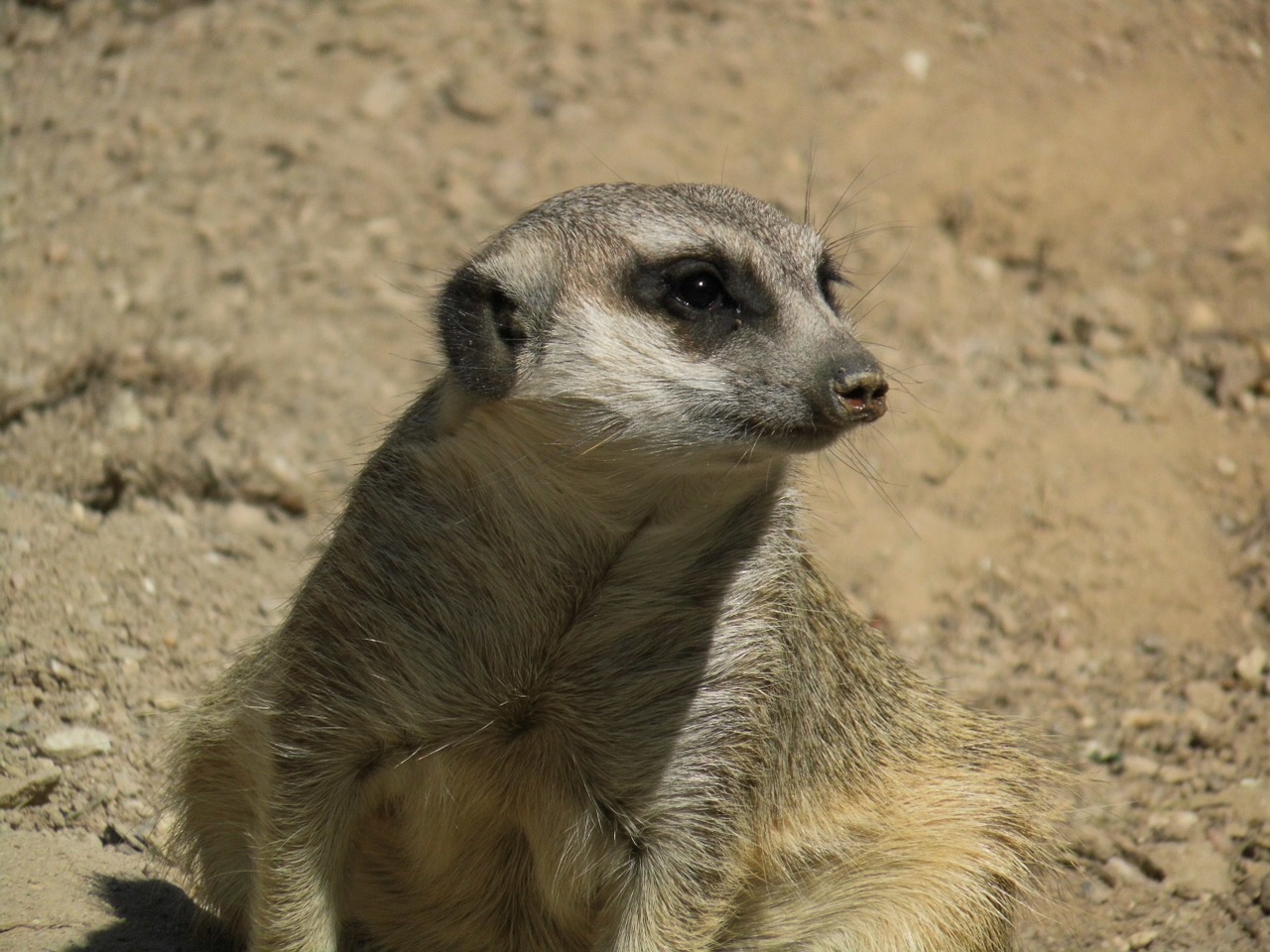 Meerkat, Laukinis Gyvūnas, Mielas, Gamta, Dykuma, Padaras, Gyvūnų Pasaulis, Gyvūnas, Nemokamos Nuotraukos,  Nemokama Licenzija