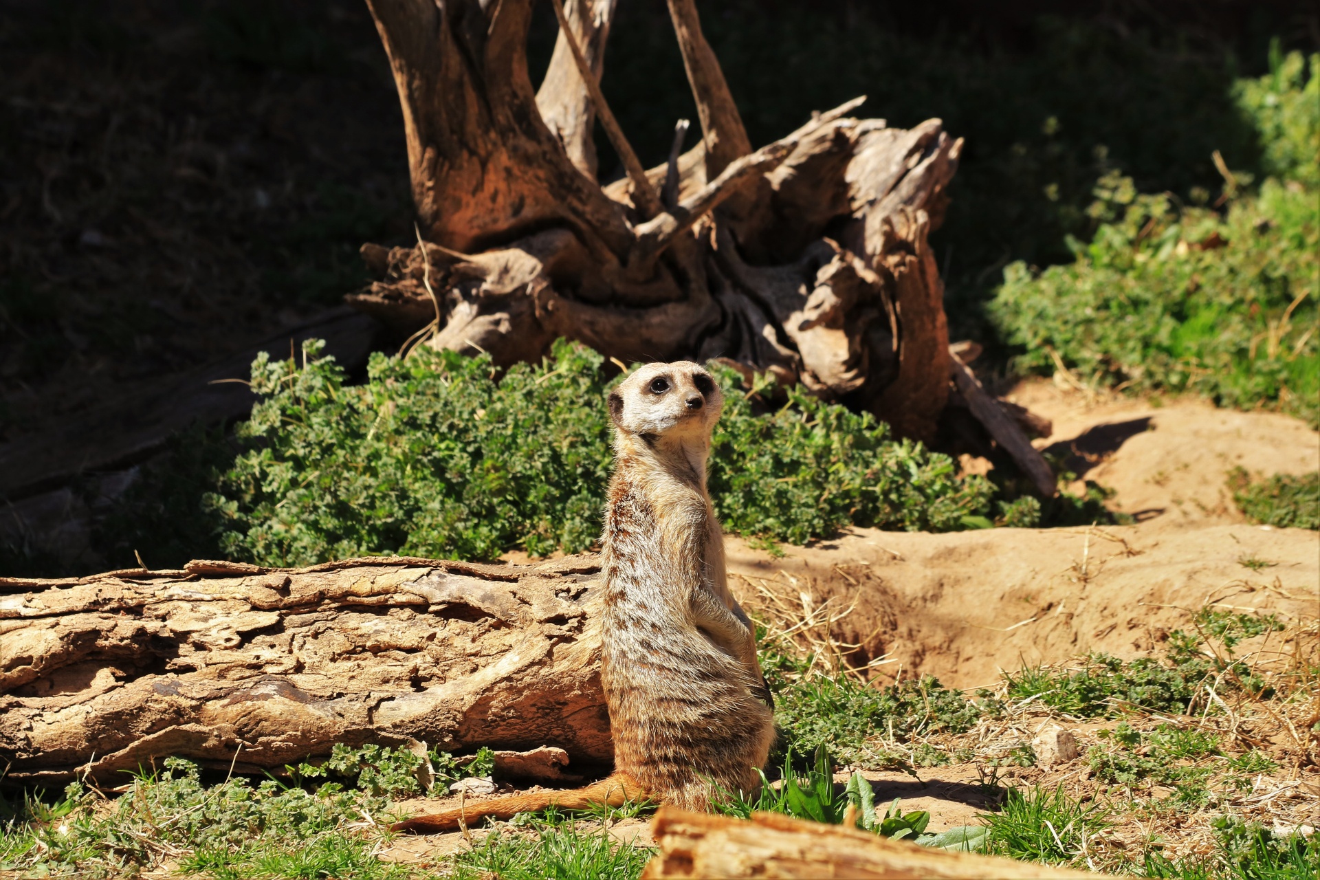 Gamta,  Laukinė Gamta,  Gyvūnai,  Meerkat,  Sėdi,  Budrus,  Žiūri,  Medžiai,  Augmenija,  Meerkat Arti