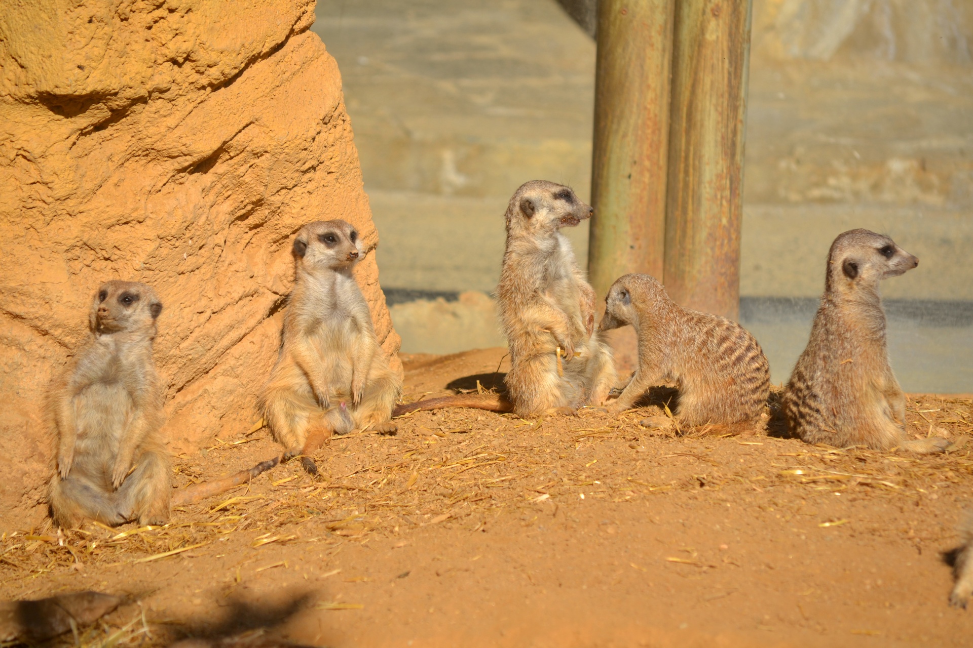 Meerkat,  Laukiniai,  Gamta,  Laukinė Gamta,  Zoologijos Sodas,  Gyvūnas,  Meerkat Šeima, Nemokamos Nuotraukos,  Nemokama Licenzija