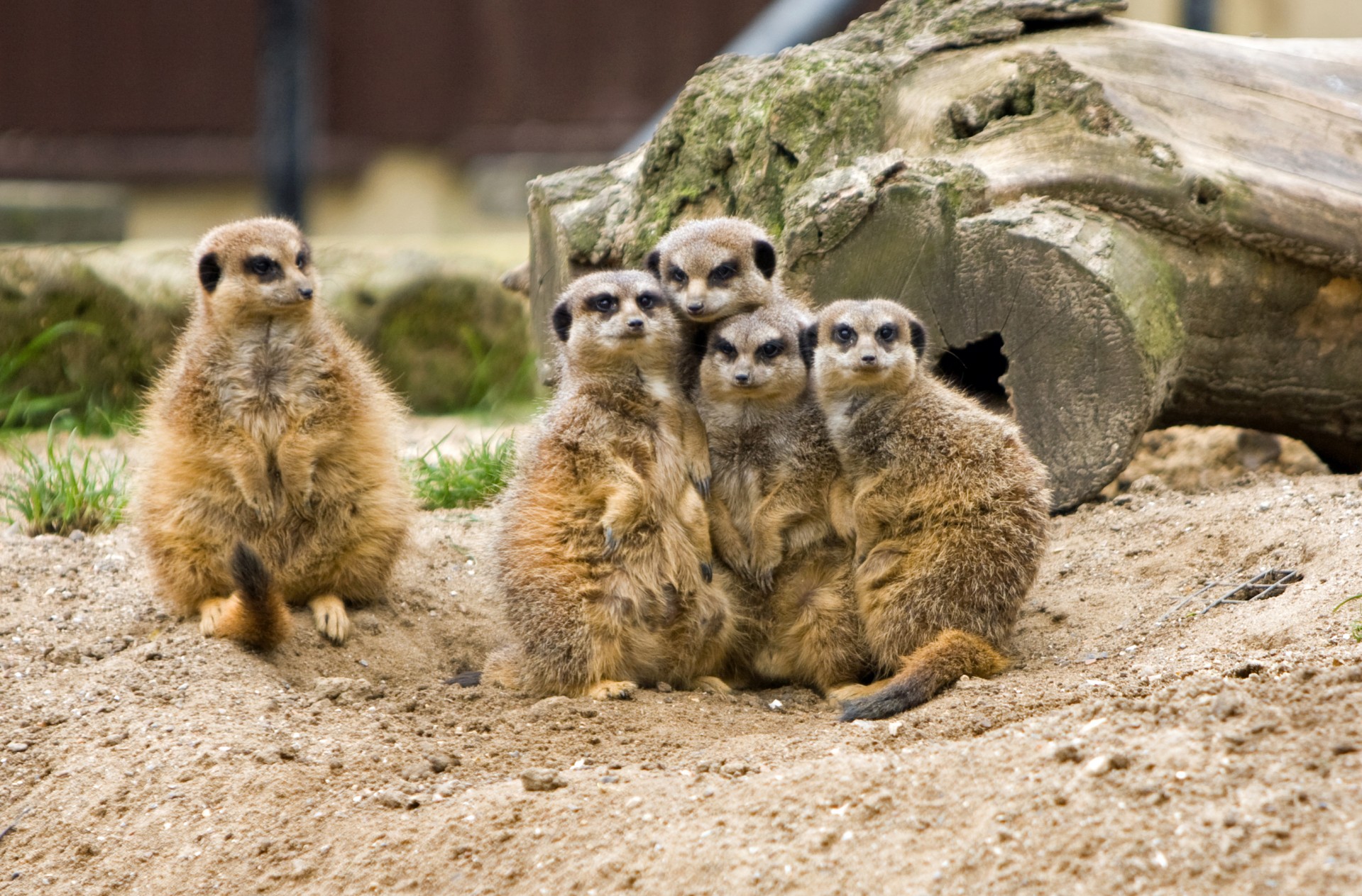 Meerkat,  Meerkats,  Gyvūnas,  Gyvūnai,  Laukiniai,  Laukinė Gamta,  Šeima,  Grupė,  Prisirišęs,  Mielas