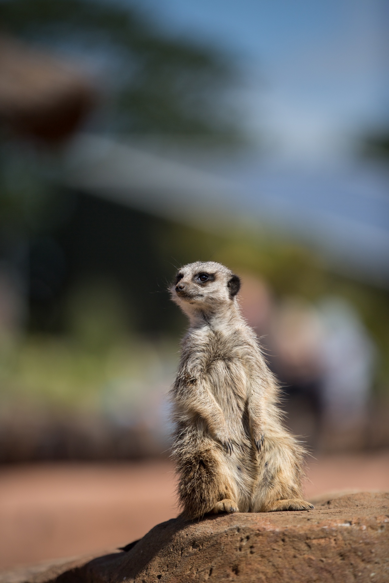 Zoologijos Sodas,  Meerkat,  Meercat,  Australia,  Suricata,  Įdomu,  Ruda,  Veidas,  Burna,  Dykuma