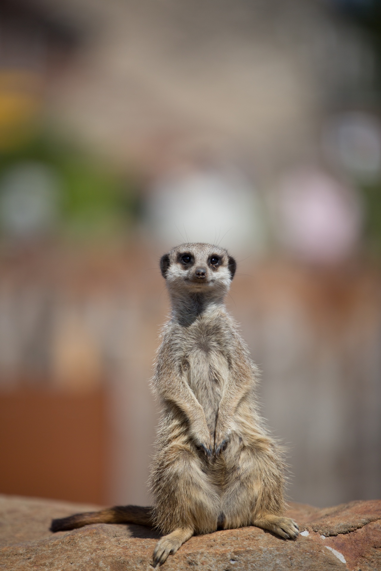 Zoologijos Sodas,  Meerkat,  Meercat,  Australia,  Suricata,  Įdomu,  Ruda,  Veidas,  Burna,  Dykuma