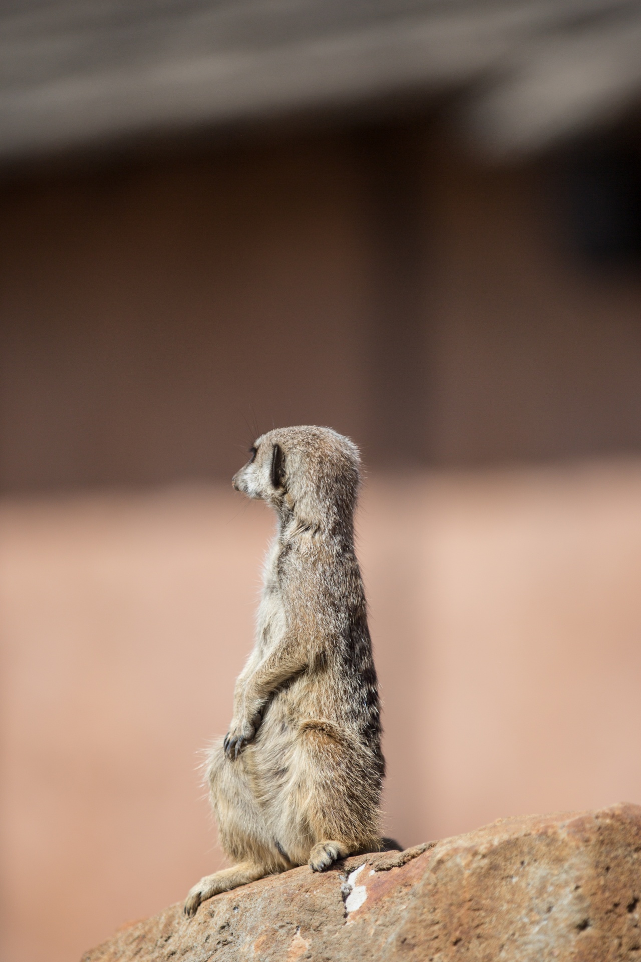 Zoologijos Sodas,  Meerkat,  Meercat,  Australia,  Suricata,  Įdomu,  Ruda,  Veidas,  Burna,  Dykuma