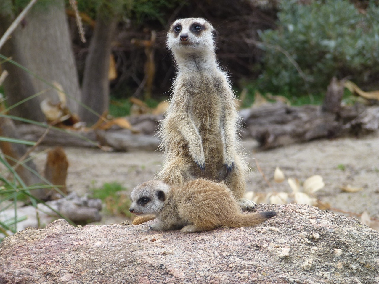 Meerkats, Meerkat Baby, Zoologijos Sodas, Mielas, Afrika, Laukinė Gamta, Akys, Meerkat Motina Ir Kūdikis, Saugokis, Nemokamos Nuotraukos