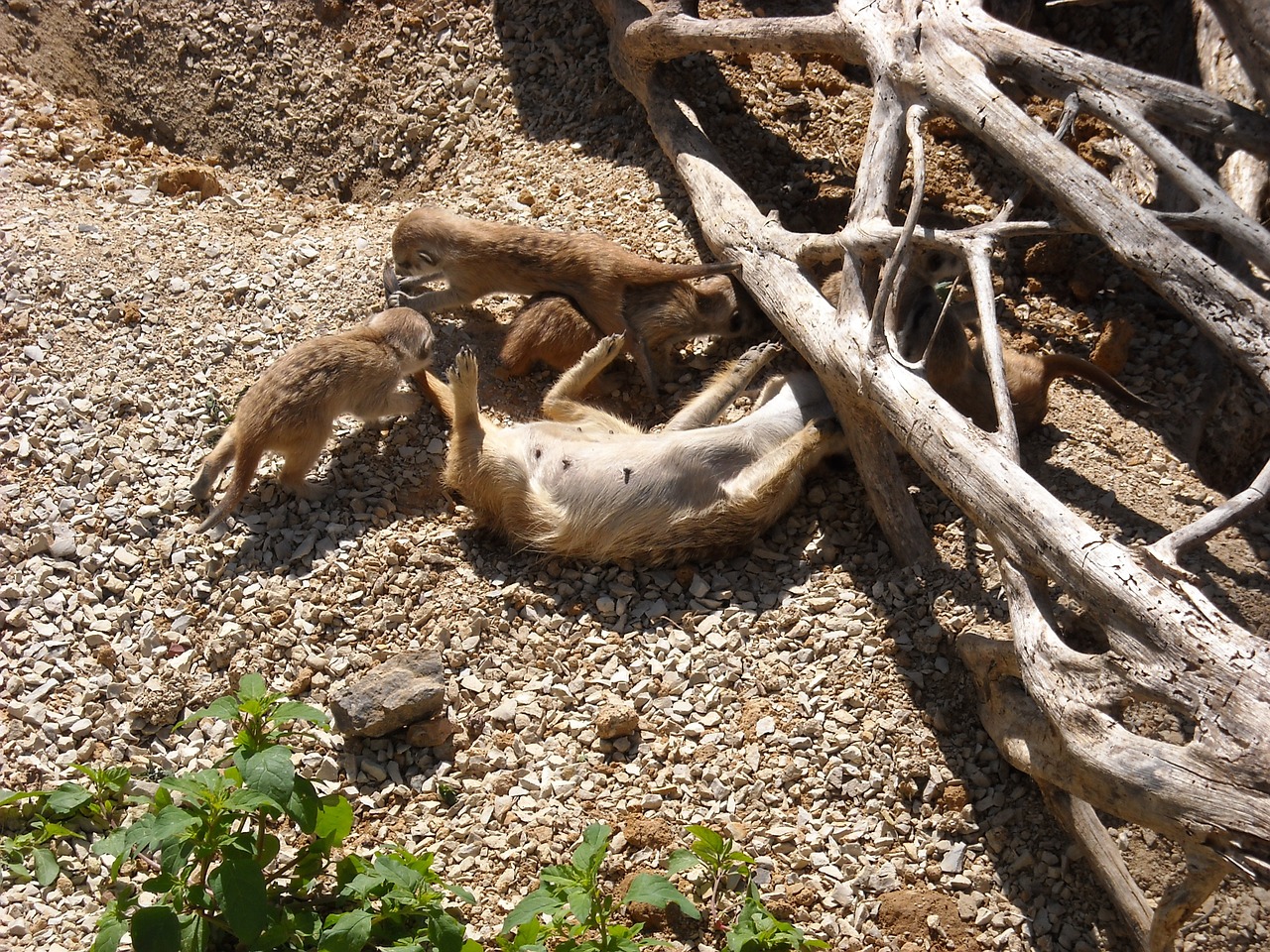 Meerkats, Gyvūnai, Šeima, Motina Ir Vaikais, Fauna, Žaisti Gyvūnus, Nemokamos Nuotraukos,  Nemokama Licenzija