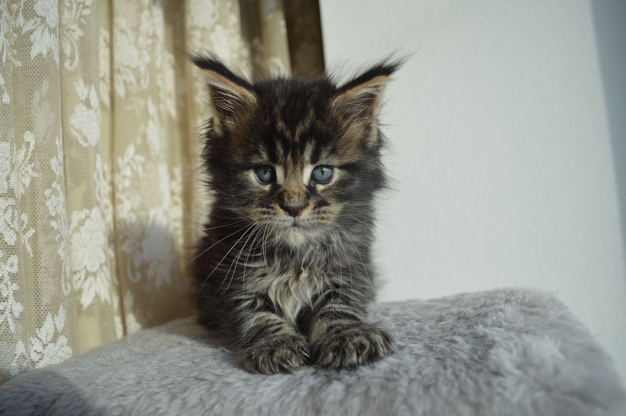 Mejnkun, Maine Coon, Mainkan, Kačiukas, Katė, Kačiukai, Augintiniai, Naminis Gyvūnėlis, Gyvūnai, Mielas