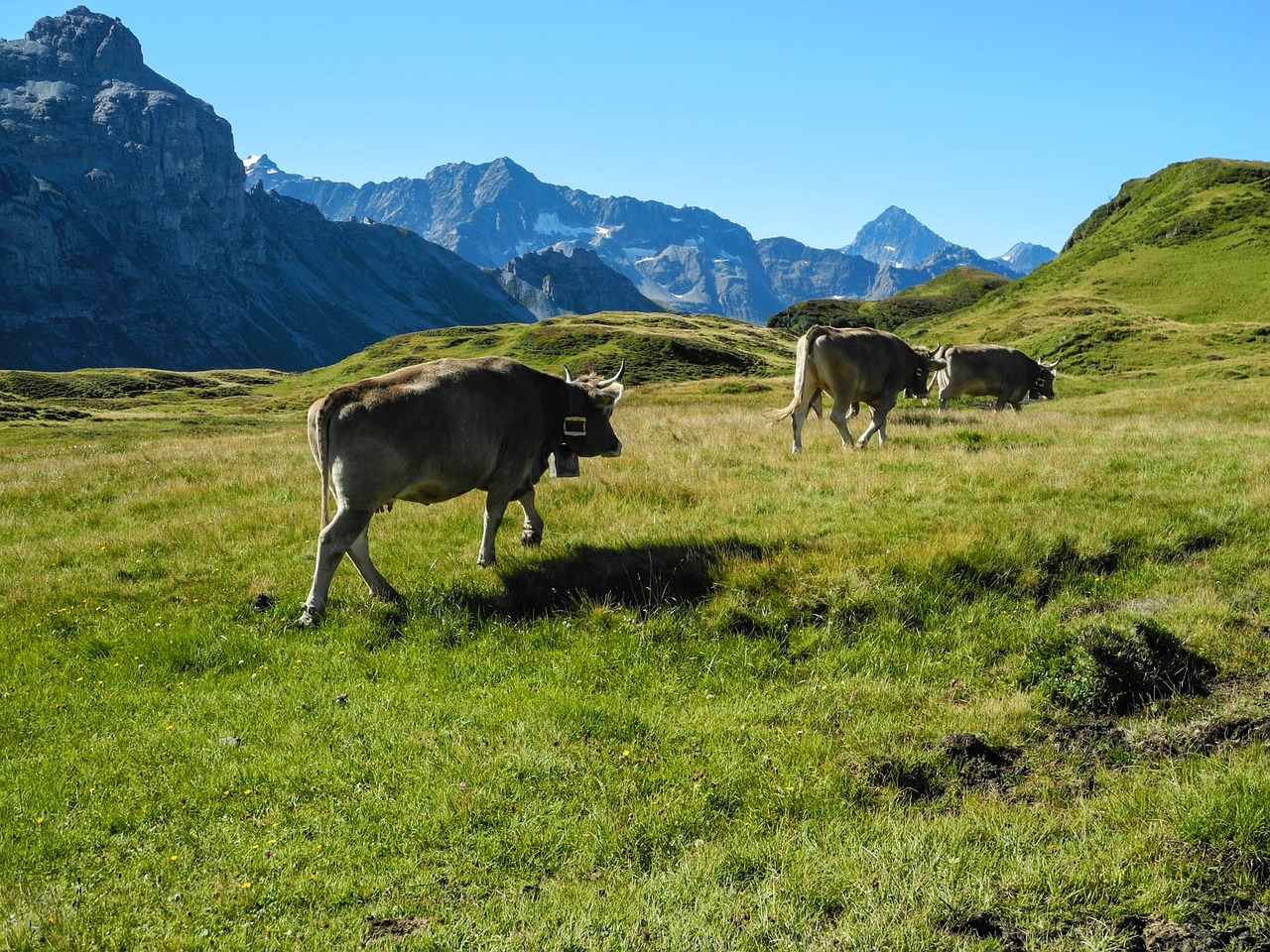 Melchseefrutt, Kalnai, Kalnų Viršūnių Susitikimas, Gamta, Šveicarija, Alpių, Karvės, Nemokamos Nuotraukos,  Nemokama Licenzija