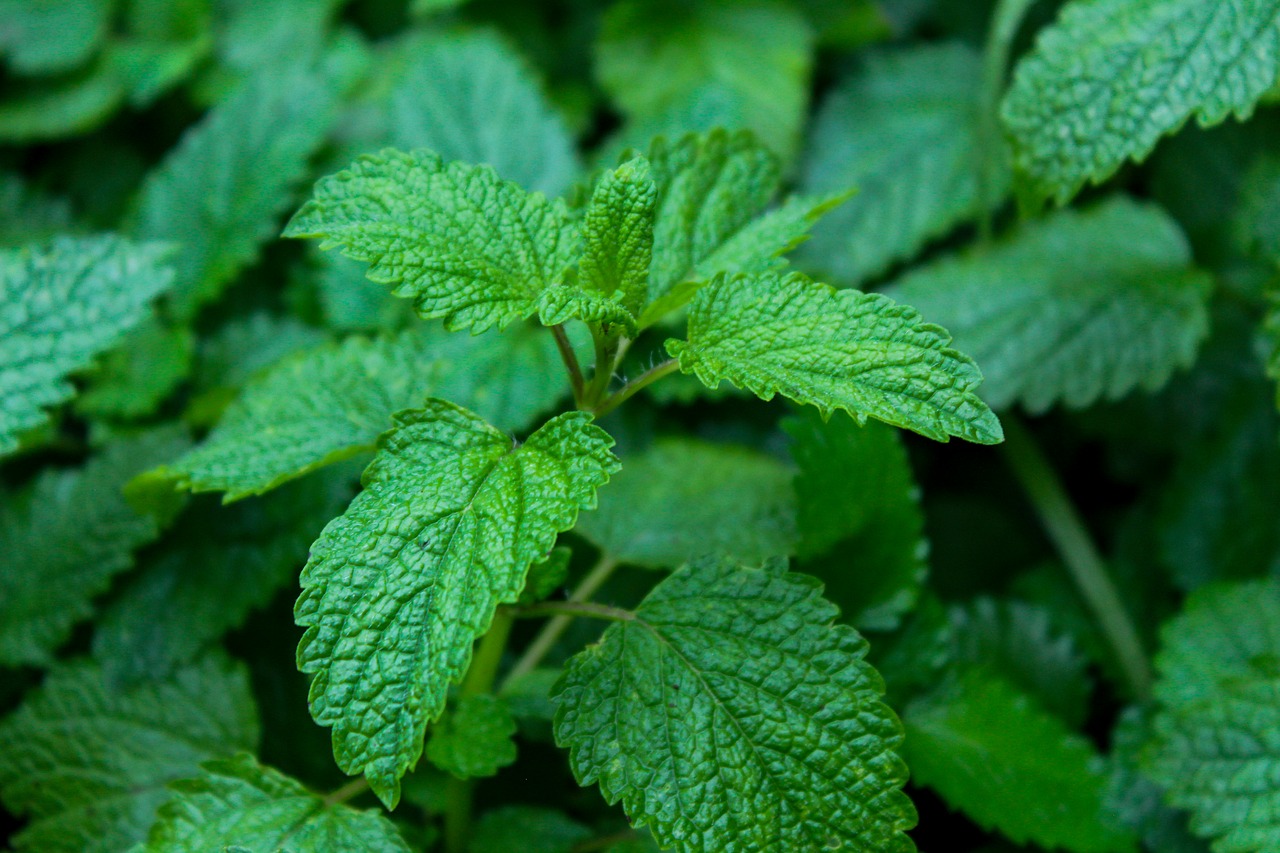 Melissa,  Melissa Officinalis,  Aromatinis,  Gamta, Nemokamos Nuotraukos,  Nemokama Licenzija