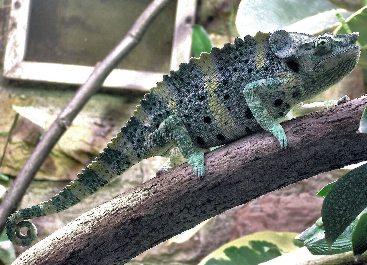 Mellers Chameleonas, Trioceros Melleri, Afrika, Filialas, Zoologijos Sodas, Ropliai, Driežas, Vienas Ragas, Laukinė Gamta, Gamta