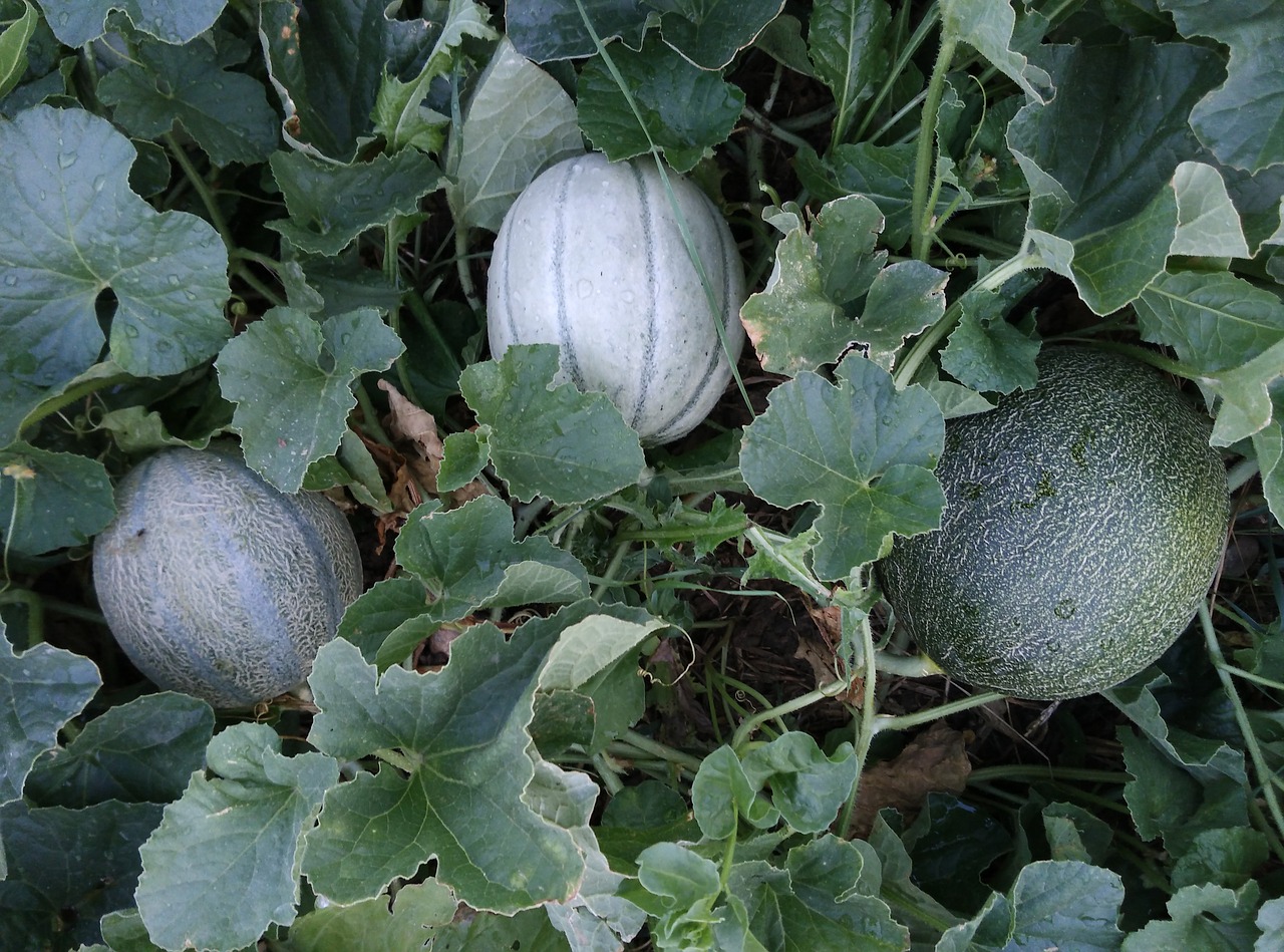 Melionas, Melionai, Up Cantaloupe, Gaul, Vaisių Sodas, Vaisiai, Daržovės, Augalas, Žalias, Vaisiai