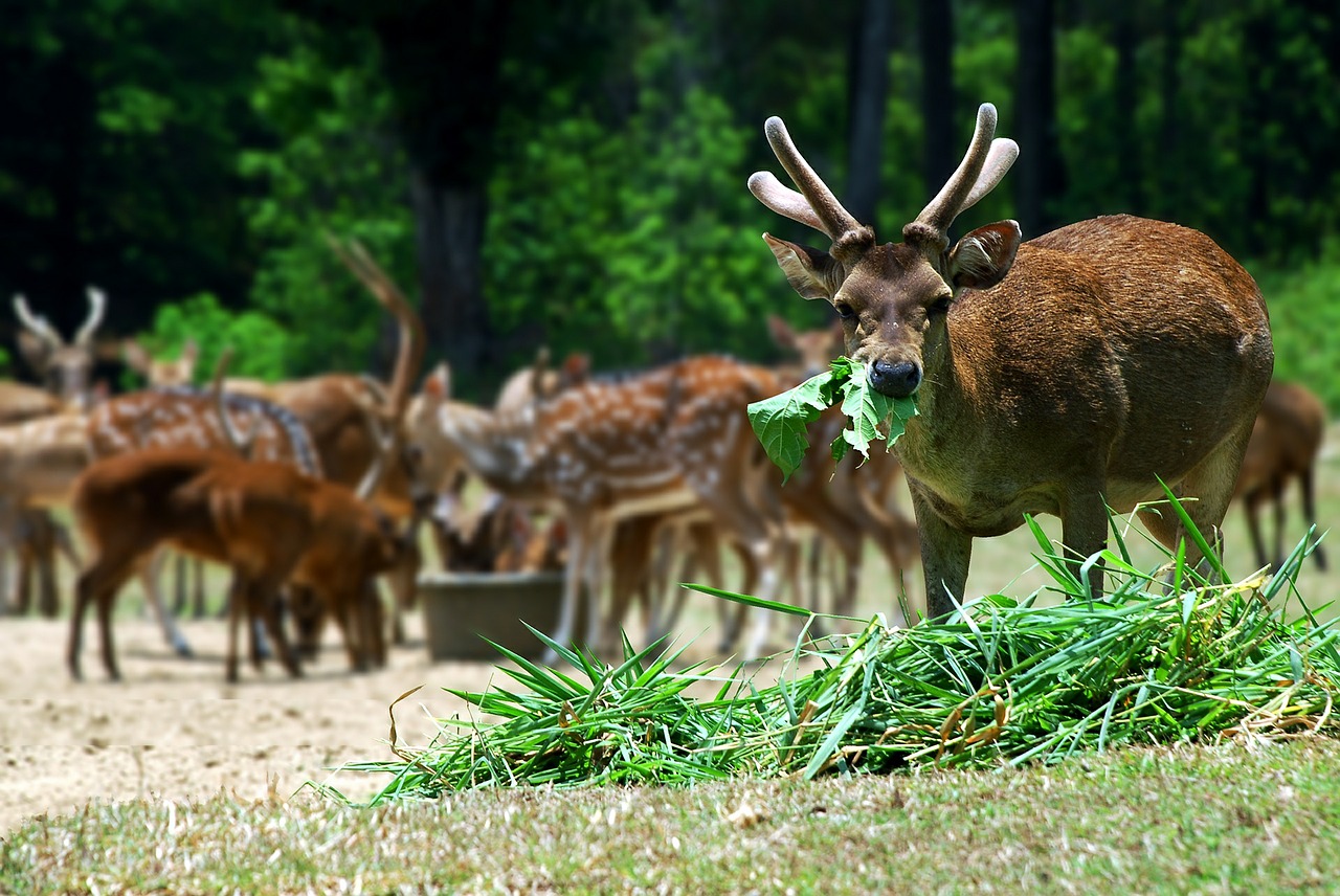 Menjanganas, Gyvūnai, Fiksuotojo Ryšio Linija, Miškas, Elnias, Sambar, Nemokamos Nuotraukos,  Nemokama Licenzija