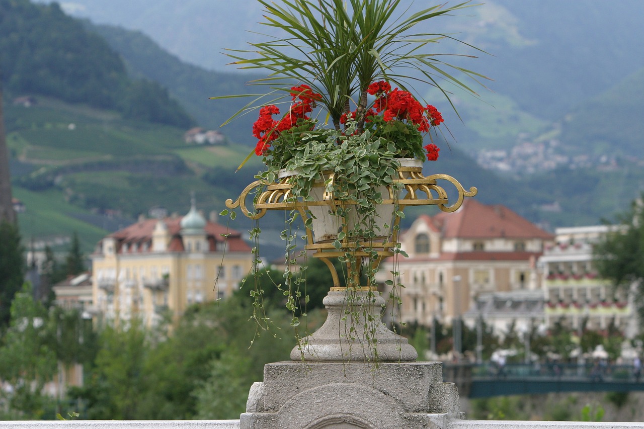 Meranas, South Tyrol, Italy, Vaizdas, Dolomitai, Natiurmortas, Gėlės, Pavasaris, Uždaryti, Žiedas