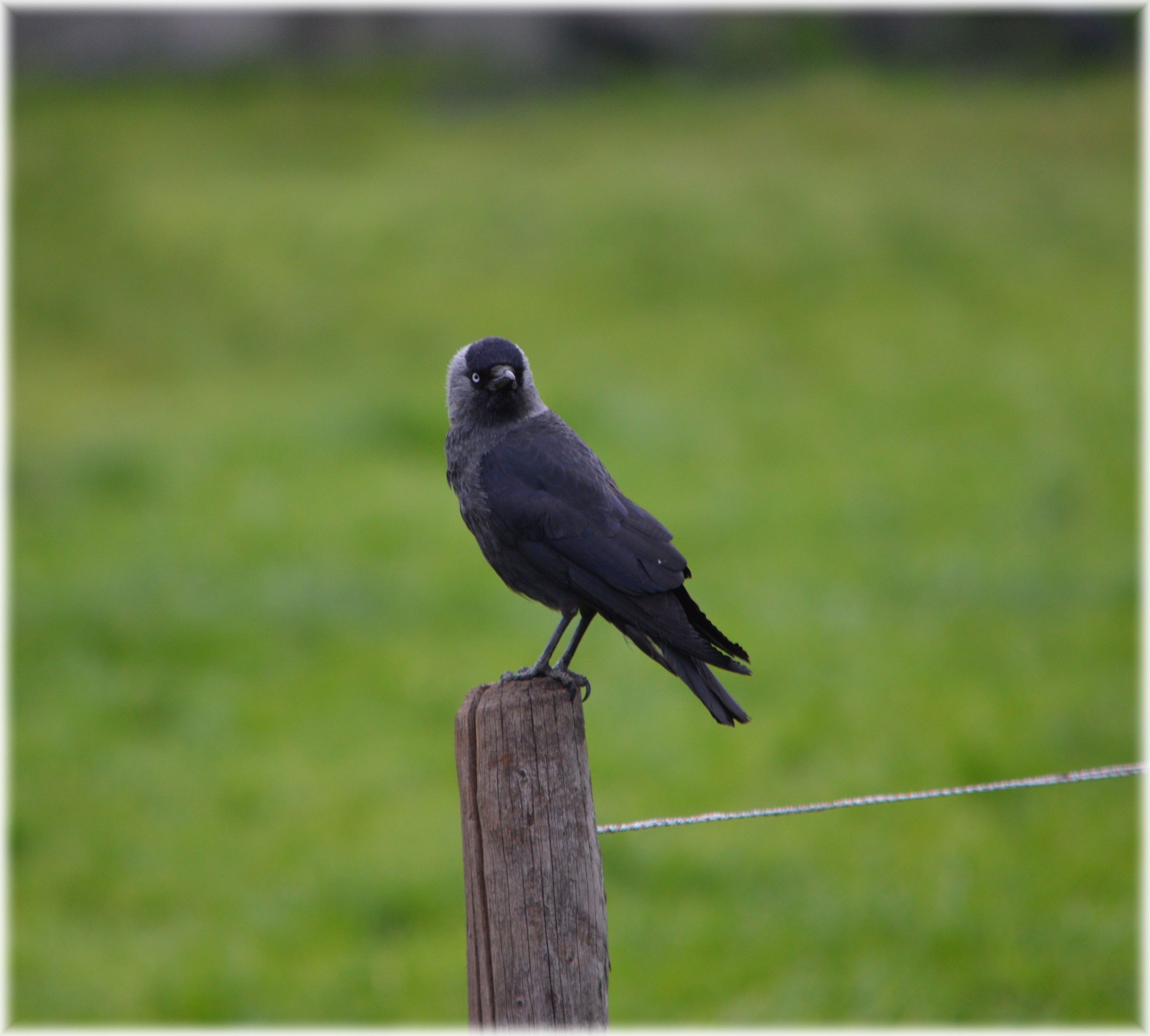 Juoda Paukštis,  Paukštis,  Pole,  Gyvūnas,  Blackbird 3, Nemokamos Nuotraukos,  Nemokama Licenzija