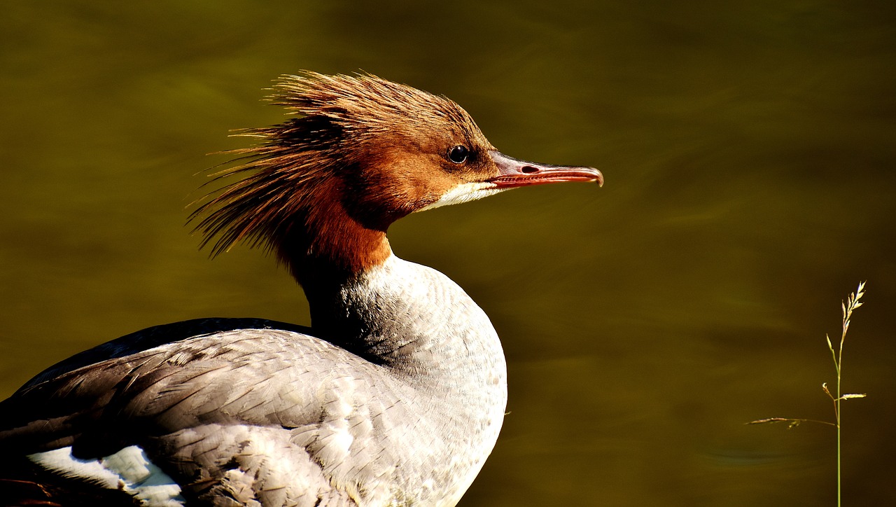 Merganser, Mergus Merganser, Ančių Paukštis, Antis, Vyrai, Drake, Vandens Paukštis, Gyvūnas, Vanduo, Paukštis