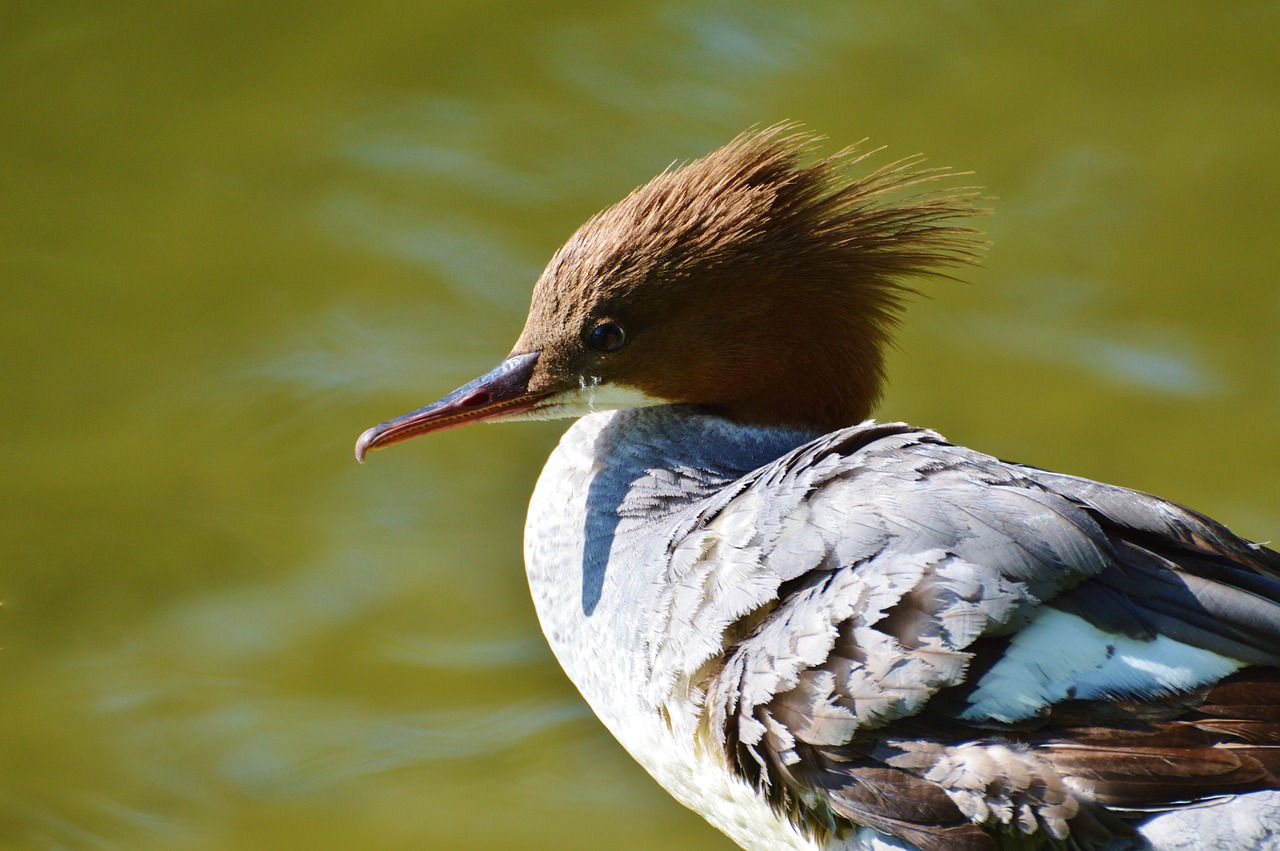 Merganser, Antis, Vandens Paukščiai, Paukštis, Naminiai Paukščiai, Gyvūnas, Pieva, Drake, Vanduo, Ančių Paukštis