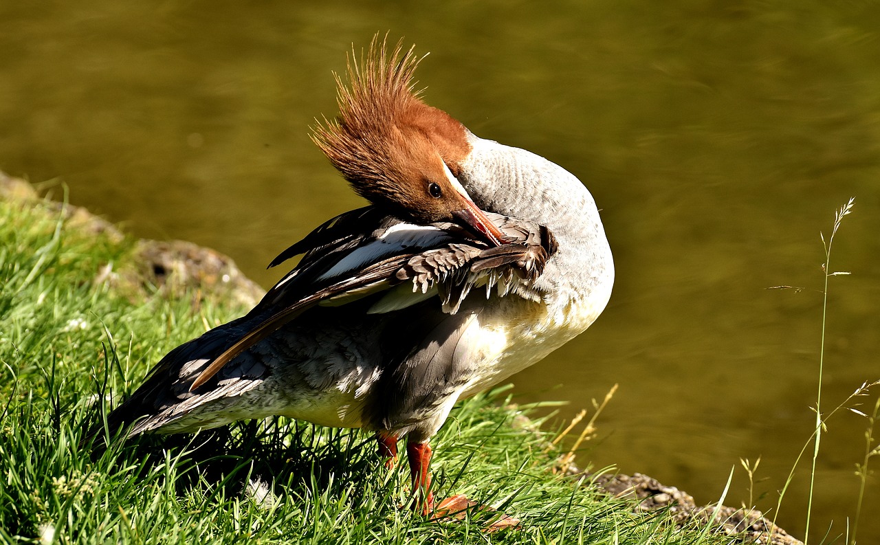 Merganser, Mergus Merganser, Ančių Paukštis, Antis, Vyrai, Drake, Vandens Paukštis, Gyvūnas, Vanduo, Paukštis