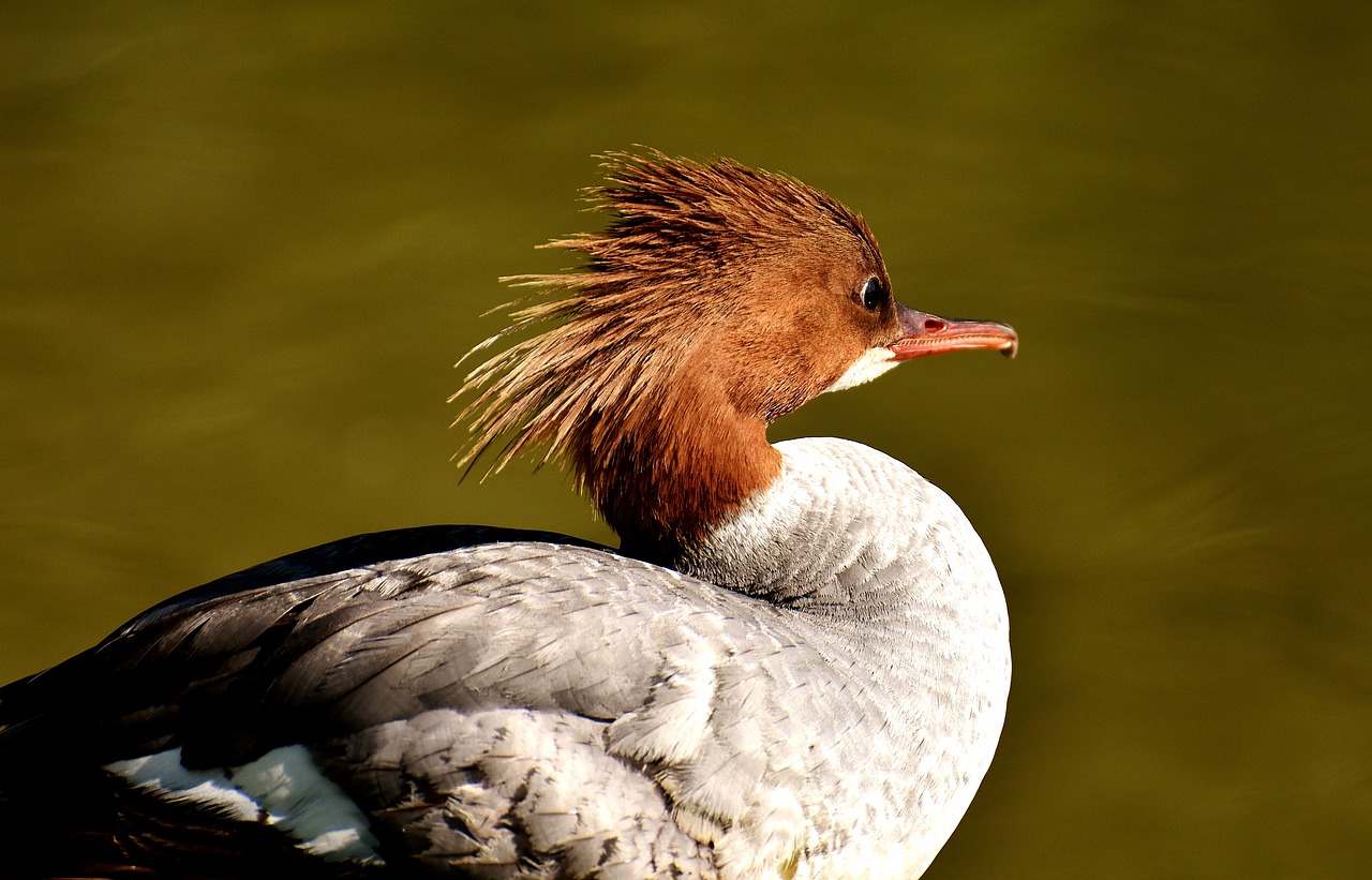 Merganser, Mergus Merganser, Ančių Paukštis, Antis, Vyrai, Drake, Vandens Paukštis, Gyvūnas, Vanduo, Paukštis