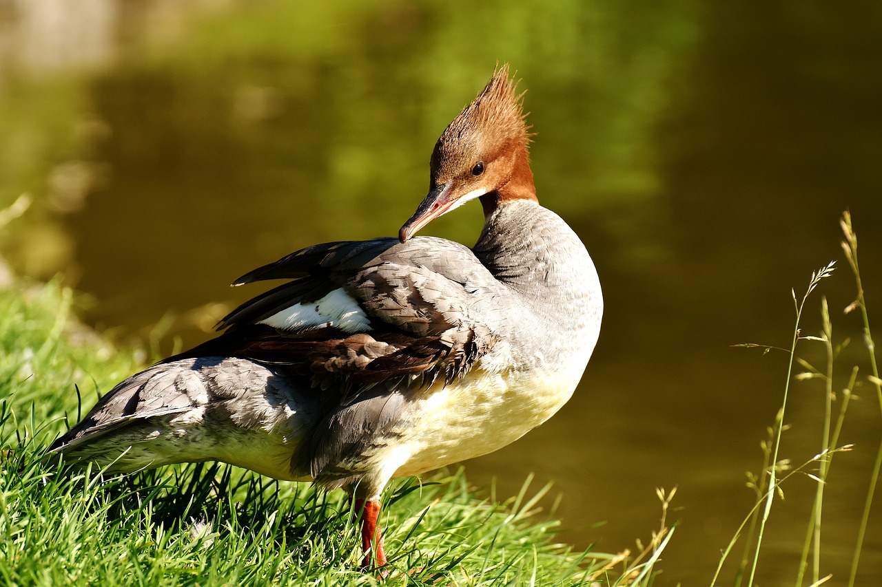 Merganser, Mergus Merganser, Ančių Paukštis, Antis, Vyrai, Drake, Vandens Paukštis, Gyvūnas, Vanduo, Paukštis