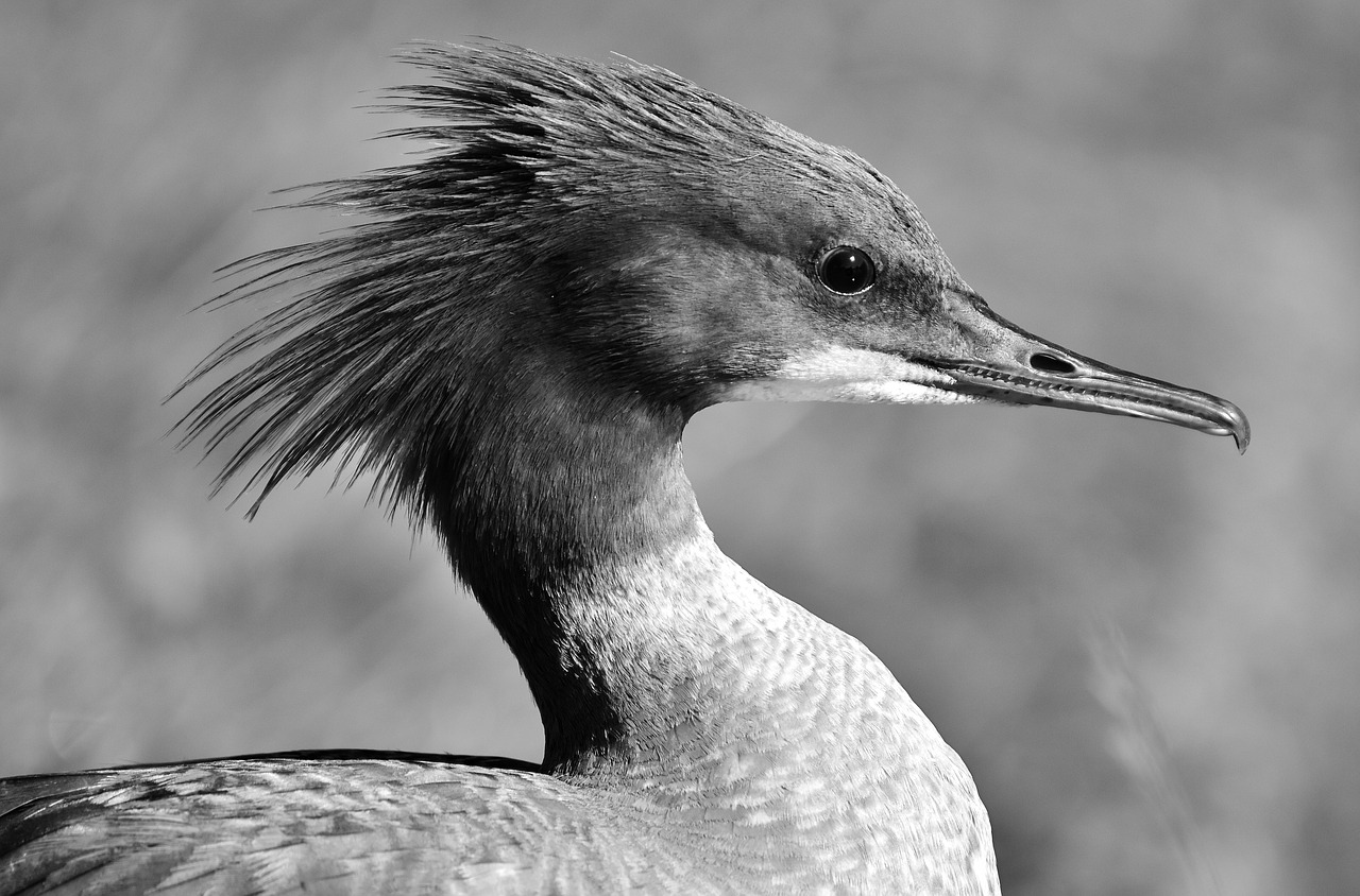 Merganser, Mergus Merganser, Ančių Paukštis, Antis, Vyrai, Drake, Vandens Paukštis, Gyvūnas, Vanduo, Paukštis