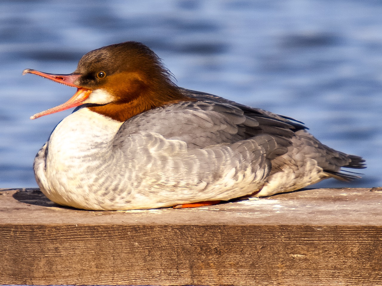 Merganser, Vandens Paukštis, Paukštis, Gamta, Gyvūnas, Nemokamos Nuotraukos,  Nemokama Licenzija