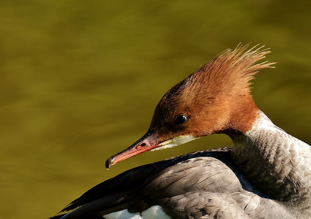 Merganser, Mergus Merganser, Ančių Paukštis, Antis, Vyrai, Drake, Vandens Paukštis, Gyvūnas, Vanduo, Paukštis