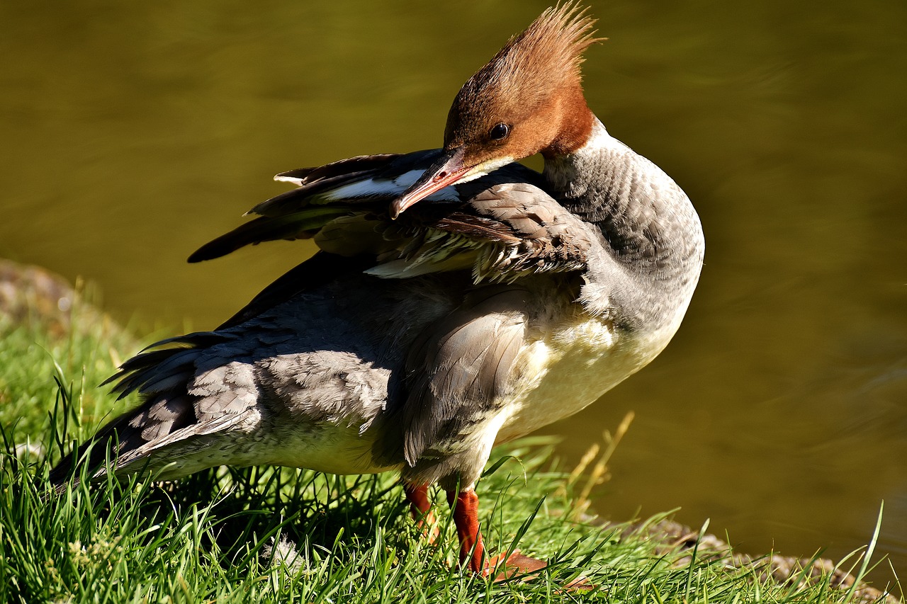 Merganser, Mergus Merganser, Ančių Paukštis, Antis, Vyrai, Drake, Vandens Paukštis, Gyvūnas, Vanduo, Paukštis