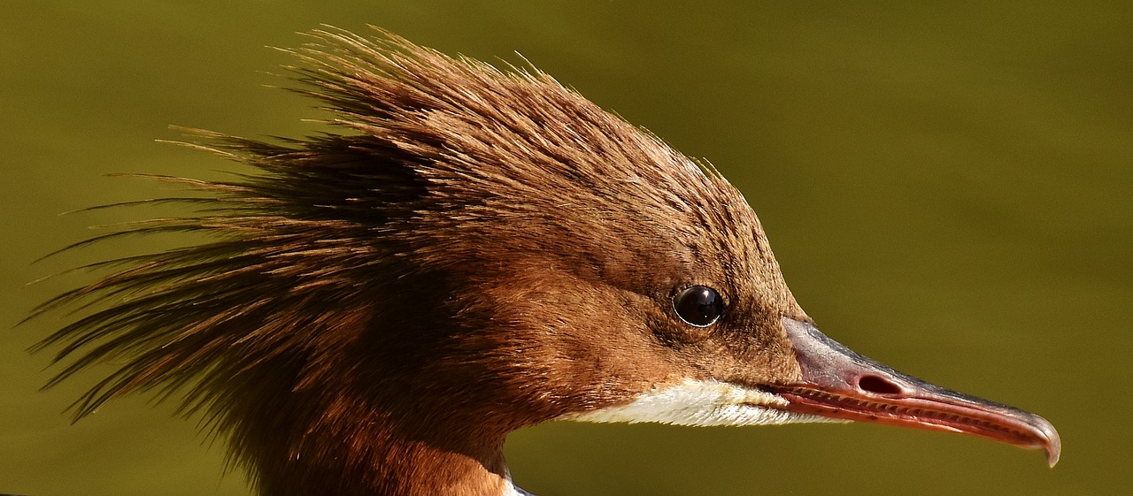 Merganser, Mergus Merganser, Ančių Paukštis, Antis, Vyrai, Drake, Vandens Paukštis, Gyvūnas, Vanduo, Paukštis