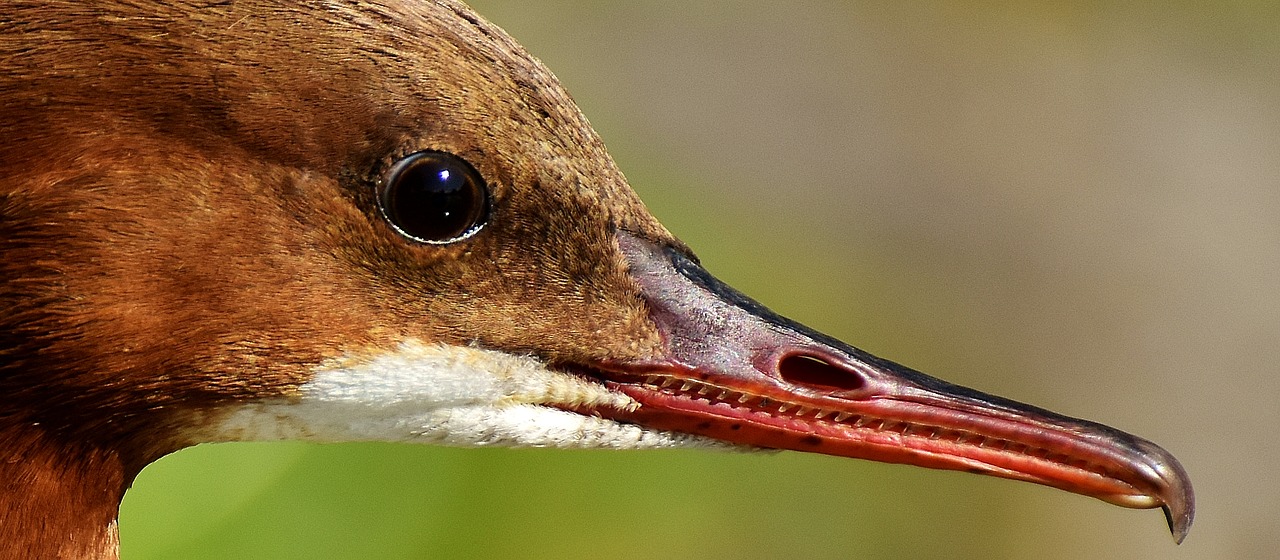 Merganser, Mergus Merganser, Ančių Paukštis, Antis, Vyrai, Drake, Vandens Paukštis, Gyvūnas, Vanduo, Paukštis