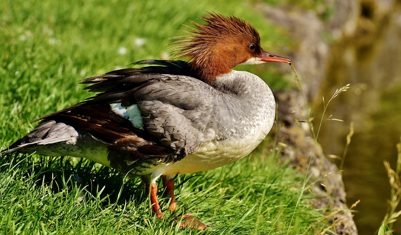 Merganser, Mergus Merganser, Ančių Paukštis, Antis, Vyrai, Drake, Vandens Paukštis, Gyvūnas, Vanduo, Paukštis