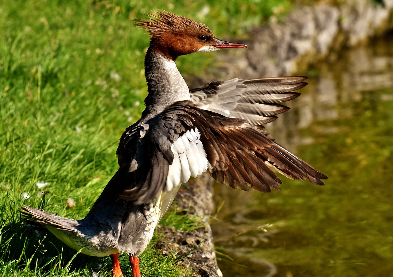 Merganser, Mergus Merganser, Ančių Paukštis, Antis, Vyrai, Drake, Vandens Paukštis, Gyvūnas, Vanduo, Paukštis