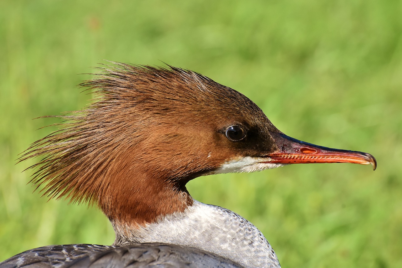 Dančiasnapis,  Mergus Merganser,  Antis Paukštis,  Antis,  Vyrai,  Drake,  Vanduo Paukštis,  Gyvūnas,  Paukštis,  Pobūdį