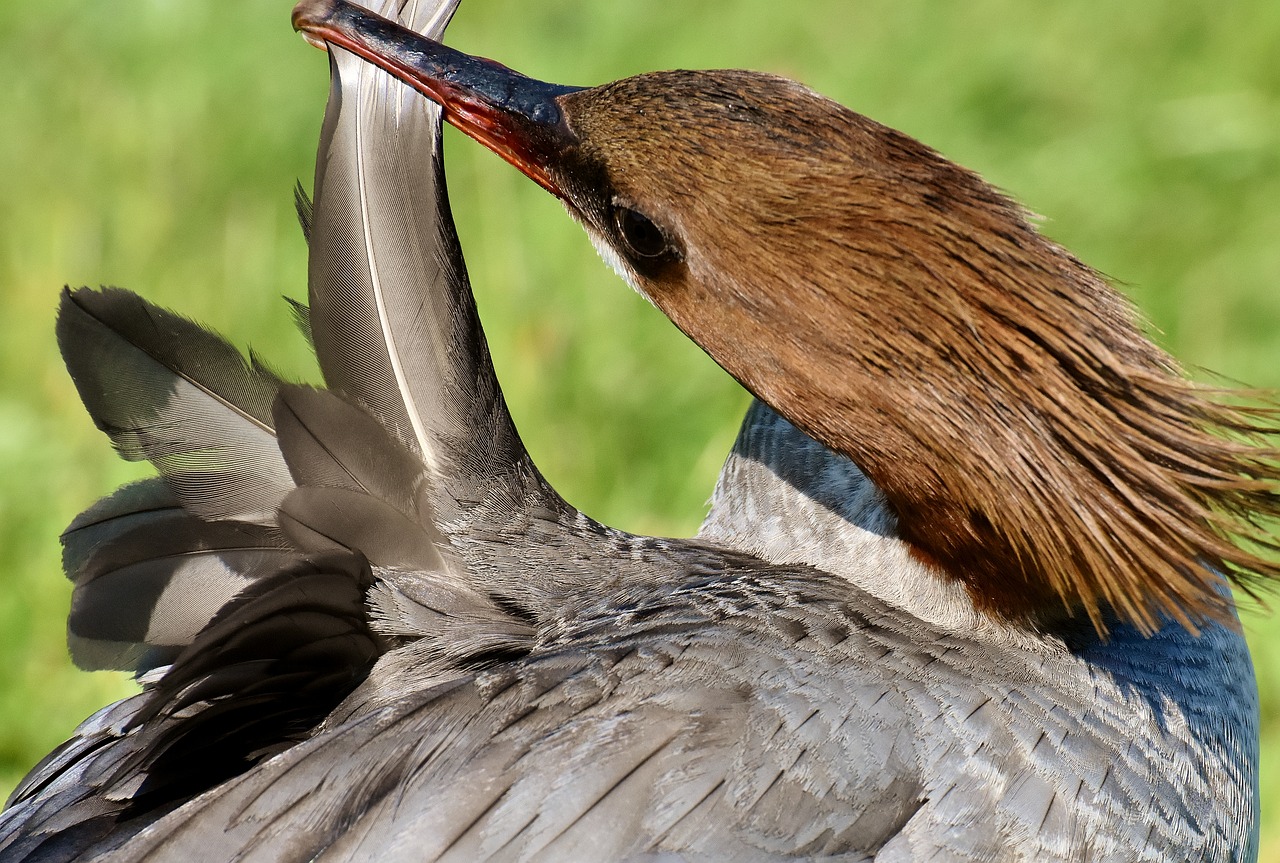 Dančiasnapis,  Mergus Merganser,  Antis Paukštis,  Antis,  Vyrai,  Drake,  Vanduo Paukštis,  Gyvūnas,  Vandens,  Paukštis