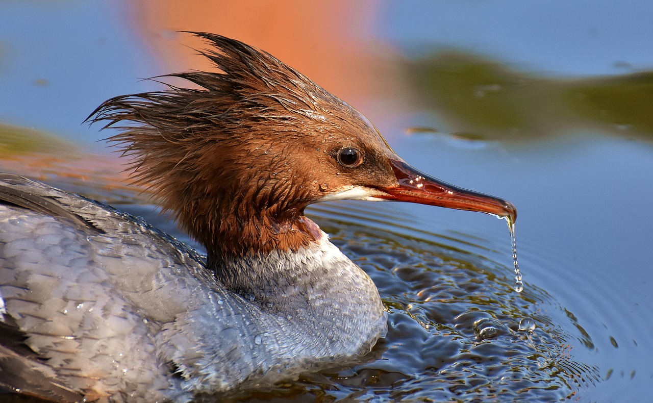 Dančiasnapis,  Mergus Merganser,  Antis Paukštis,  Antis,  Vyrai,  Drake,  Vanduo Paukštis,  Gyvūnas,  Vandens,  Paukštis