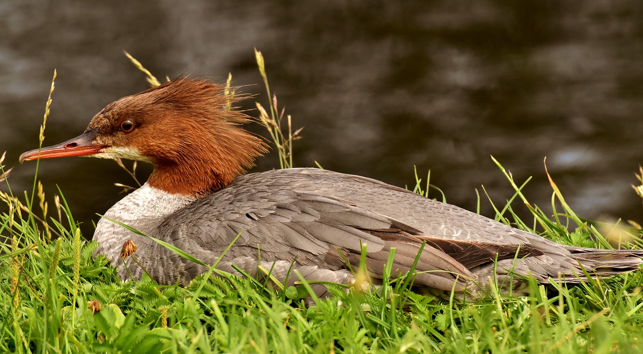 Dančiasnapis,  Mergus Merganser,  Antis Paukštis,  Antis,  Vyrai,  Drake,  Vanduo Paukštis,  Gyvūnas,  Paukštis,  Pobūdį