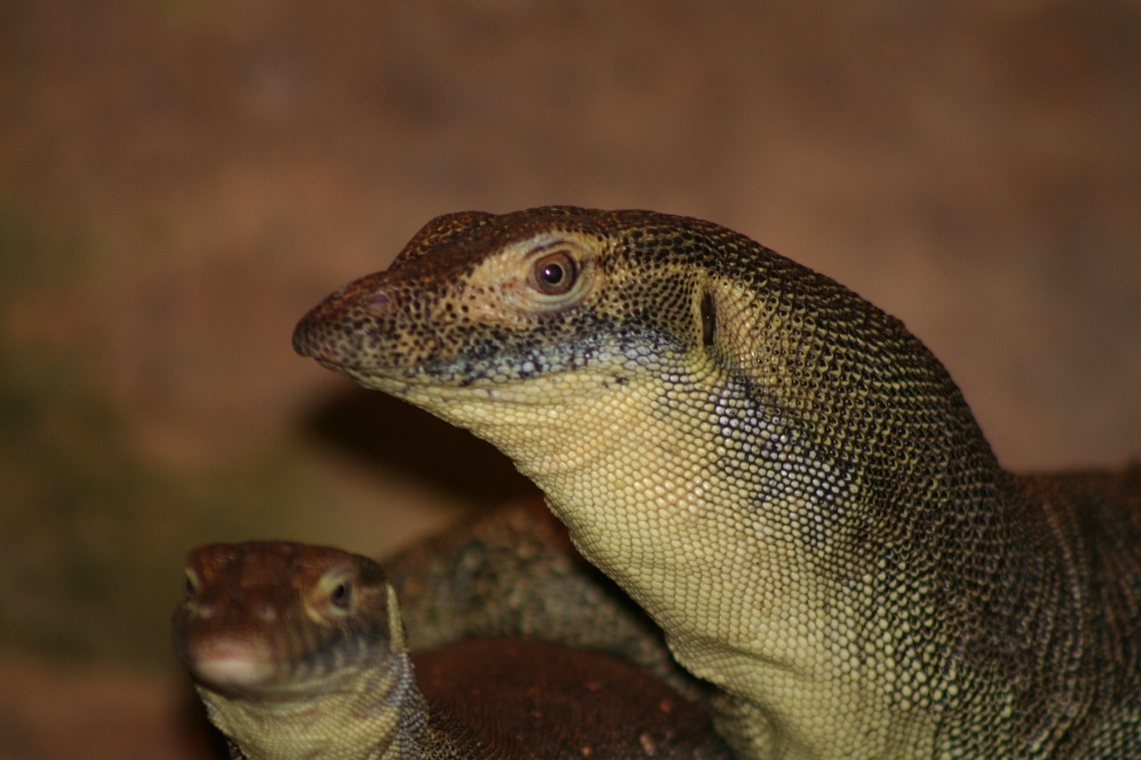 Dengia Vandens Monitorių, Goanna, Australia, Driežas, Nemokamos Nuotraukos,  Nemokama Licenzija