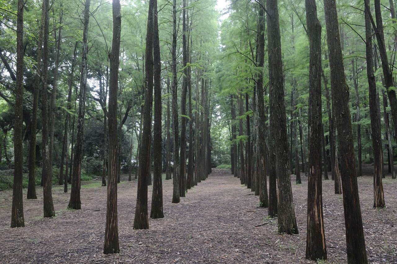 Metasequoia Miškas, Natūralus, Augalas, Nemokamos Nuotraukos,  Nemokama Licenzija