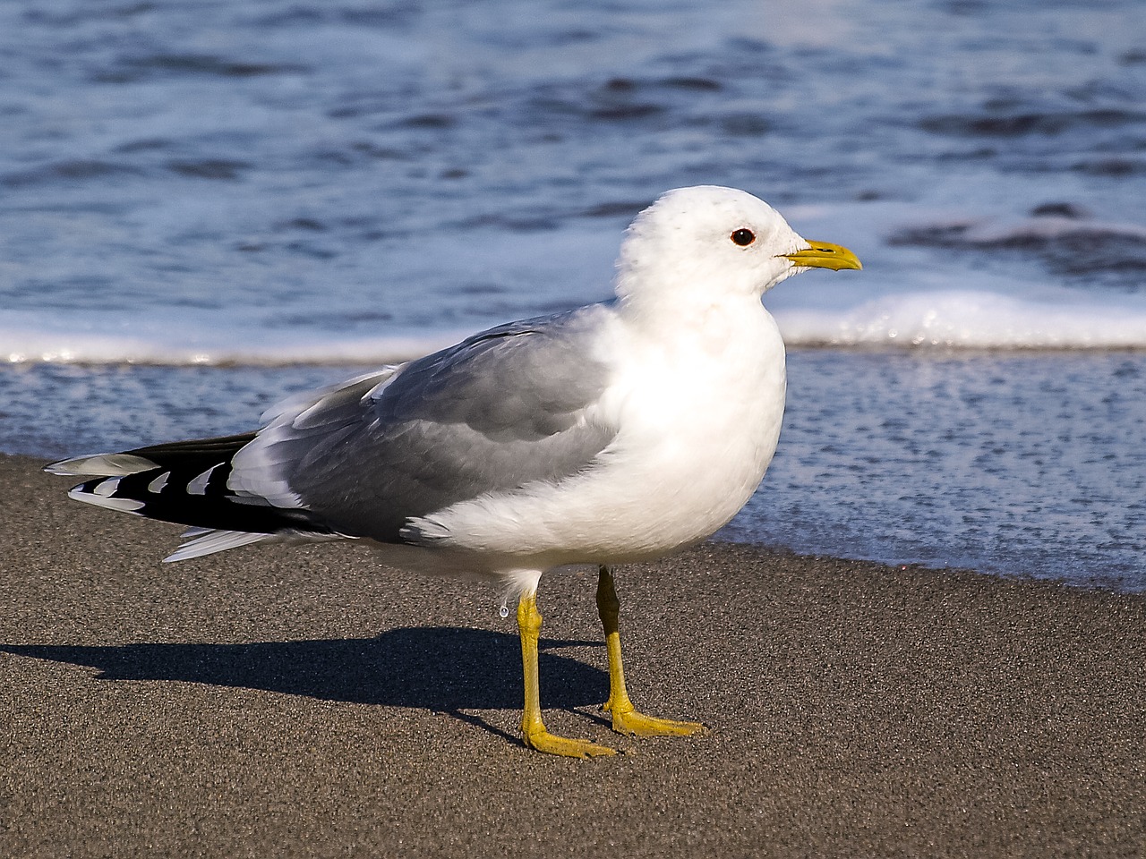 Mew Gull, Kajakas, Paukštis, Vandens Paukštis, Gamta, Gyvūnas, Nemokamos Nuotraukos,  Nemokama Licenzija