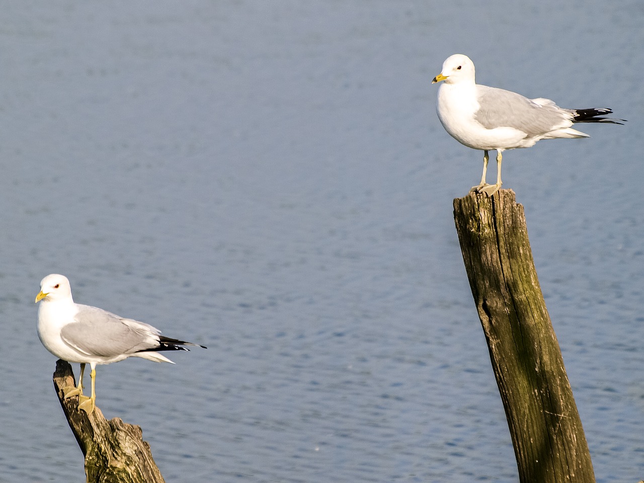 Mew Gull, Kajakas, Paukštis, Vandens Paukštis, Gamta, Gyvūnas, Nemokamos Nuotraukos,  Nemokama Licenzija