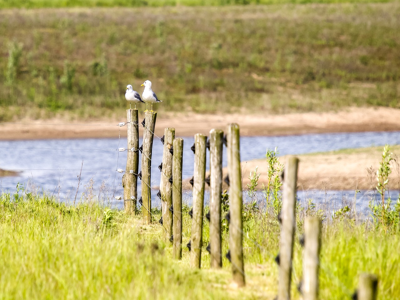 Mew Gull, Kajakas, Paukštis, Vandens Paukštis, Gamta, Gyvūnas, Nemokamos Nuotraukos,  Nemokama Licenzija