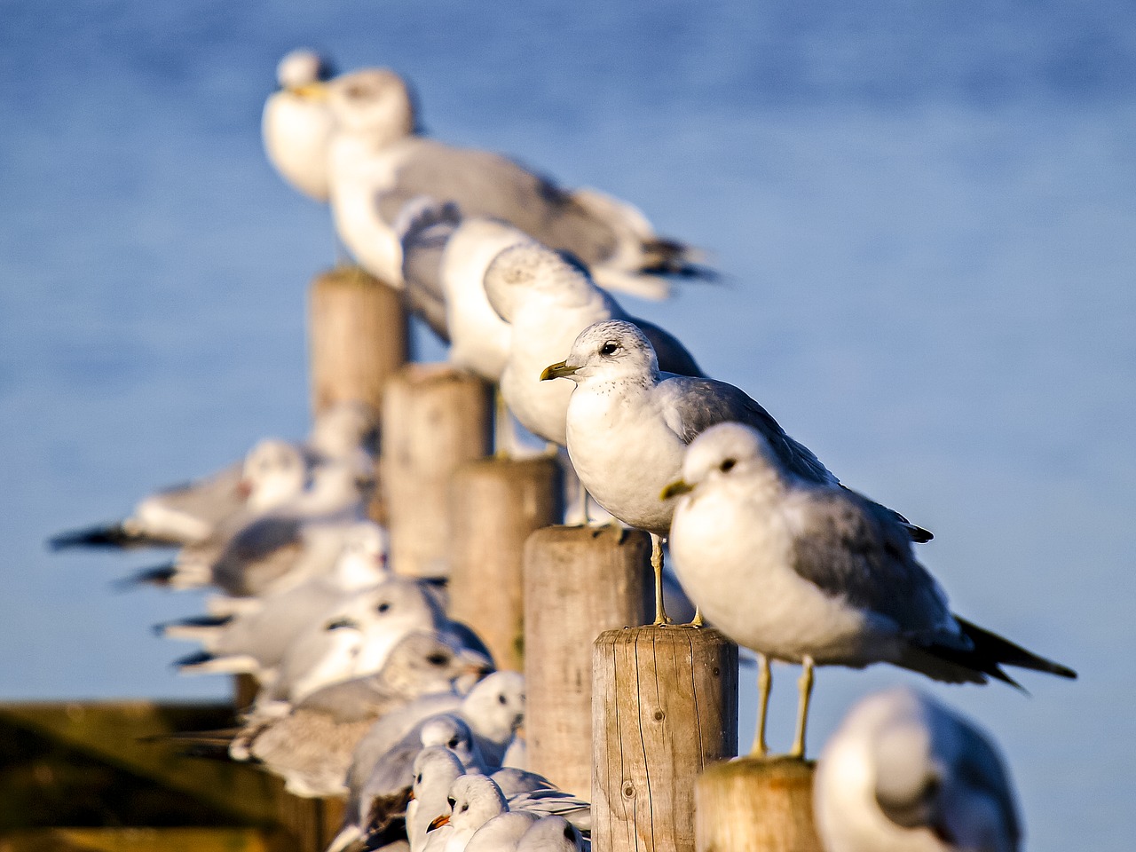 Mew Gull, Kajakas, Vandens Paukštis, Paukštis, Gamta, Gyvūnas, Nemokamos Nuotraukos,  Nemokama Licenzija