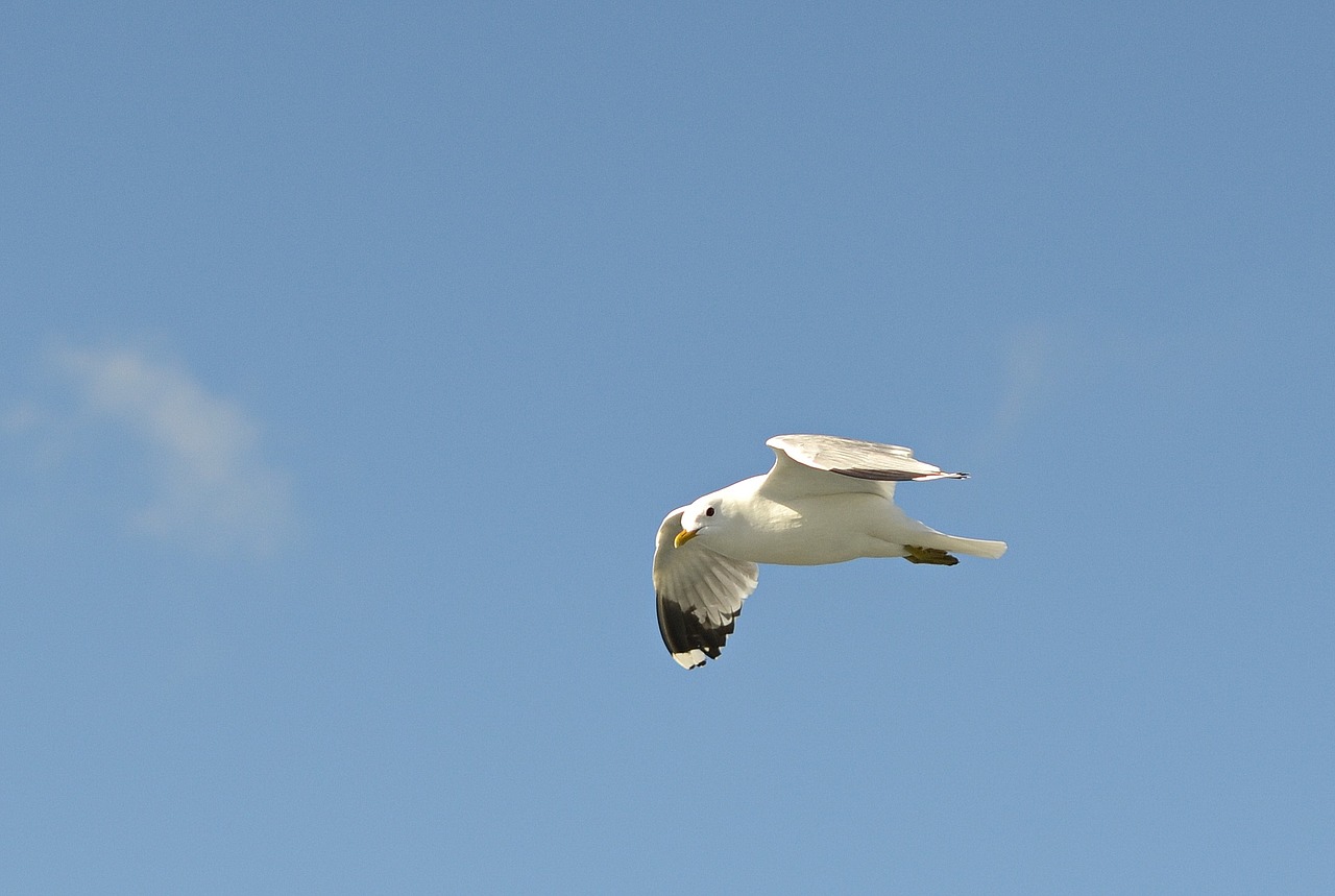 Mew Gull, Kajakas, Skrydis, Šiaurės Jūra, Gyvūnas, Gamta, Paukštis, Vandens Paukštis, Wadden Jūra, Gyvūnų Pasaulis