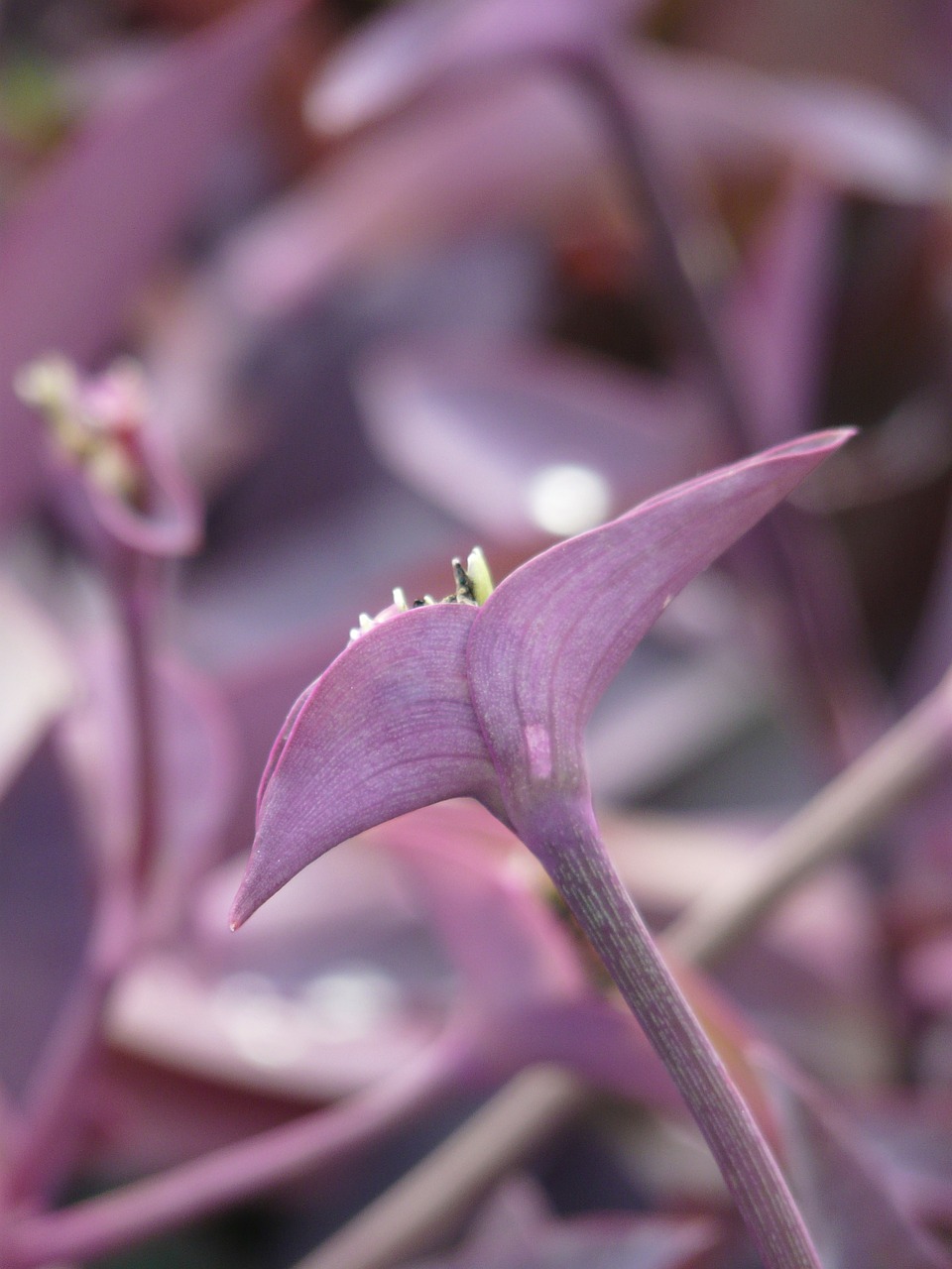 Meksikos Dreimasterblume, Trys Pagrindinės Gėlės, Augalas, Žiedas, Žydėti, Lapai, Stiebas, Violetinė, Violetinė, Tradescantia Pallida