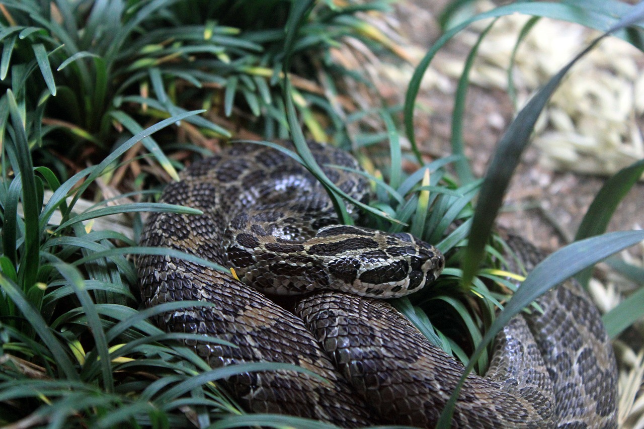 Meksikietiškos Lantes Gretutinės Krevetės, Griuvėsiai, Lance-Headed Rattlesnake, Crotalus Polystictus, Gyvatė, Gyvūnas, Ropliai, Nemokamos Nuotraukos,  Nemokama Licenzija