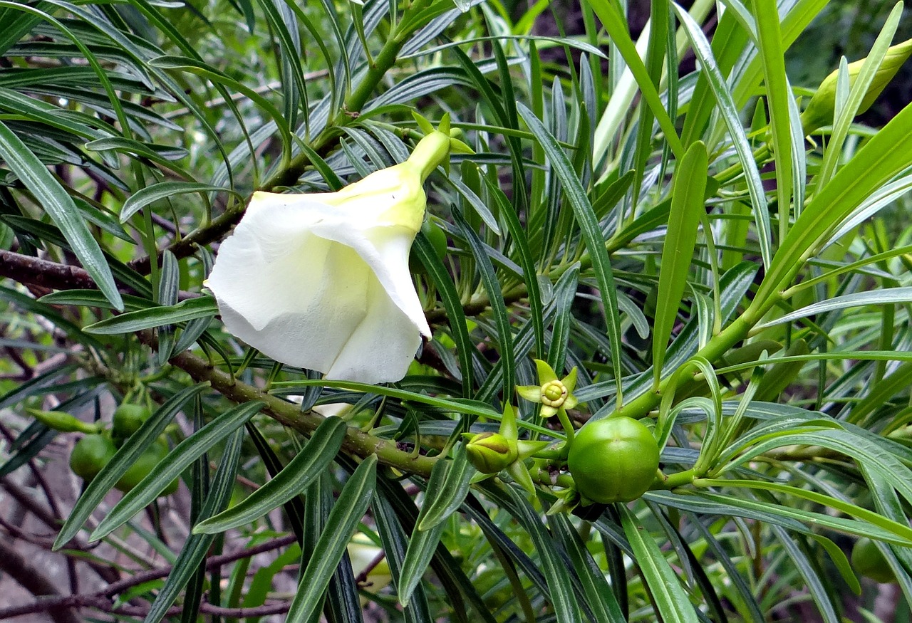 Meksikietiškas Oleanderas, Thevetia Peruviana, Gėlė, Vaisiai, Balta, Apocynaceae, Thevetia Neriifolia, Cascabela Thevetia, Nemokamos Nuotraukos,  Nemokama Licenzija